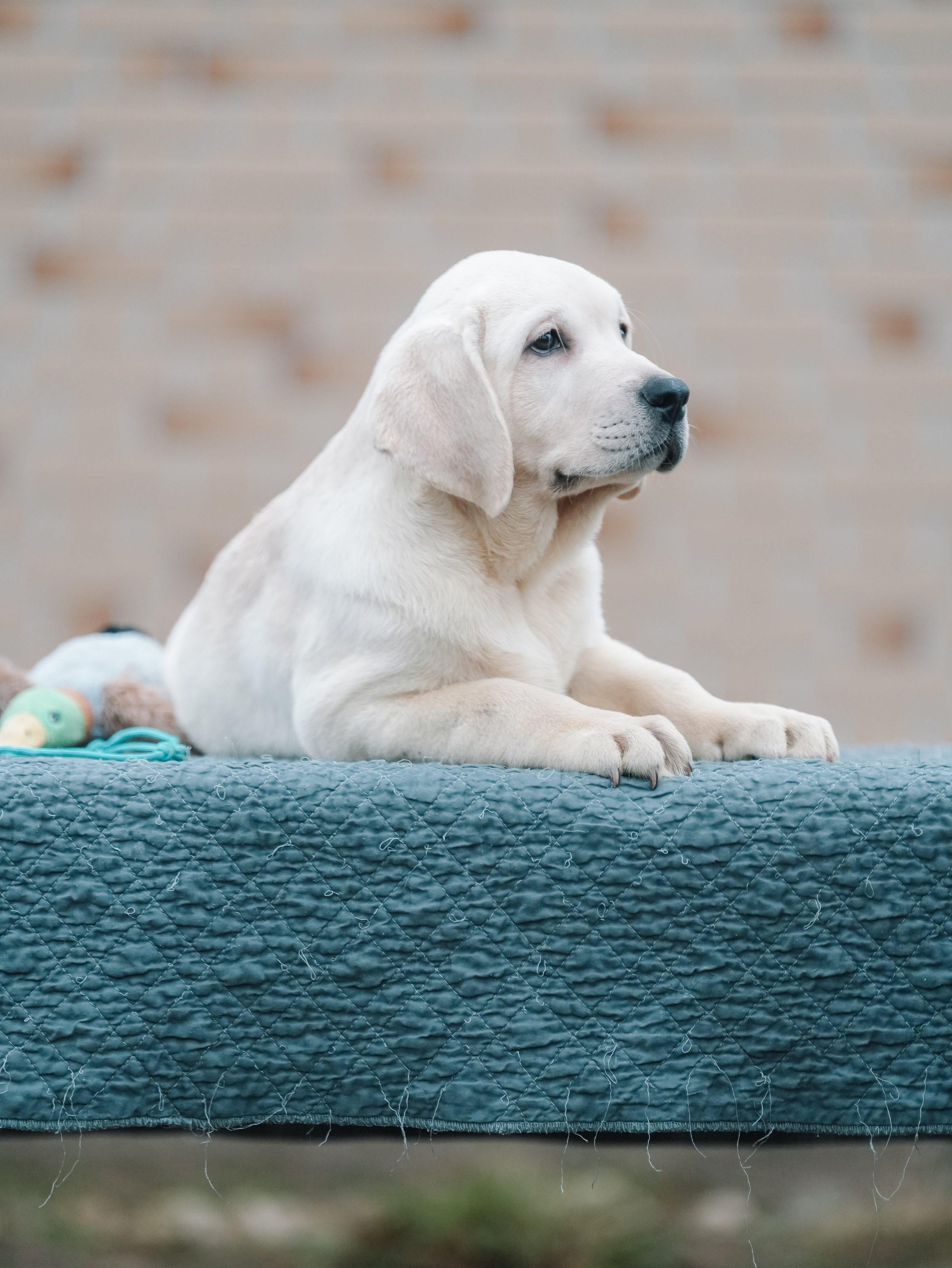 Отзывы. Фотограф-анималист Асадова