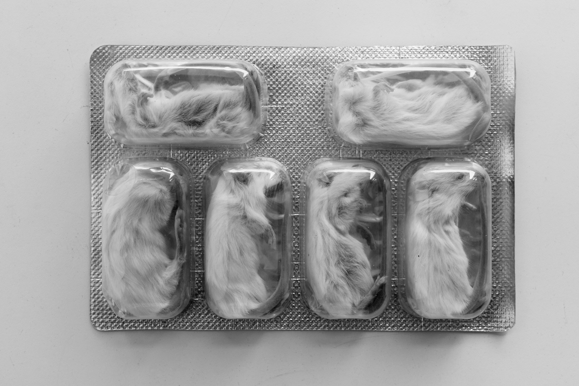 Ekaterina Bovkunova Photographer and Creator