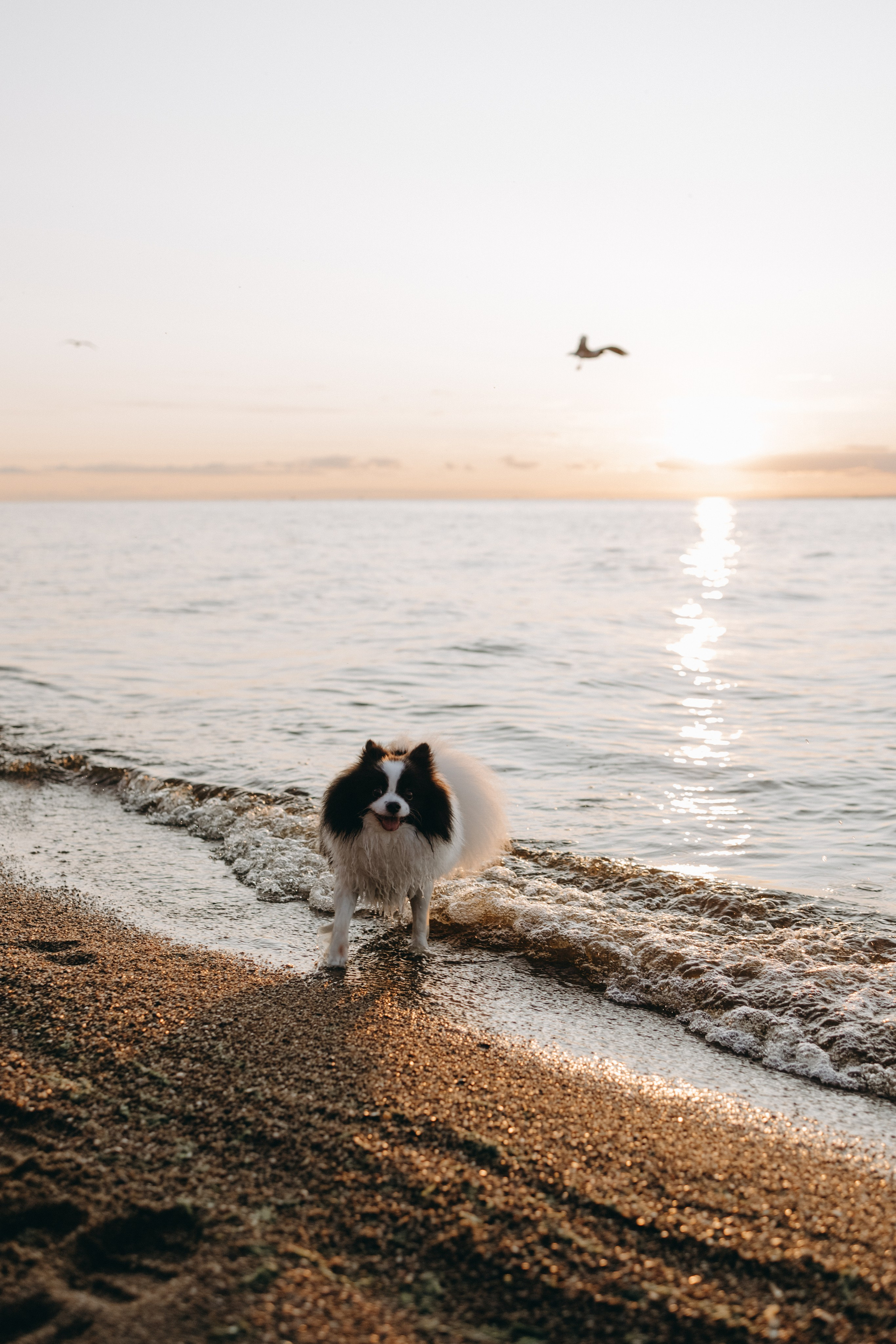 Диана и ее мальчики. Фотограф — Анималист | Санкт-Петербург