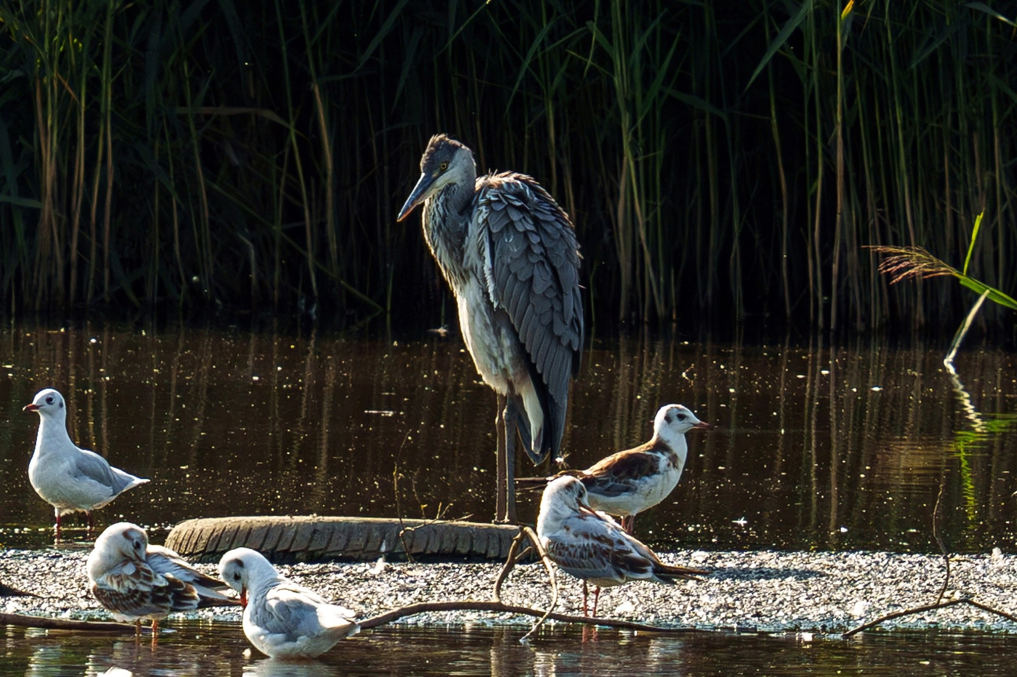 Удивительные мир птиц. Вокруг нас столько прекрасного — присмотритесь!. Ваш личный фотограф Марина Волкова