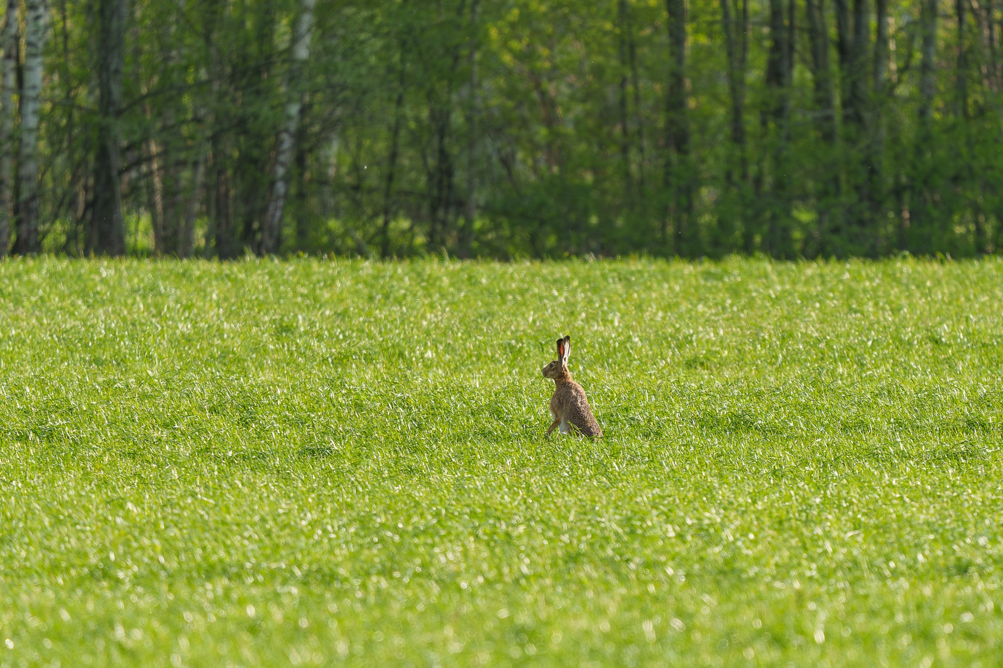 Животные. Ваш личный фотограф Марина Волкова