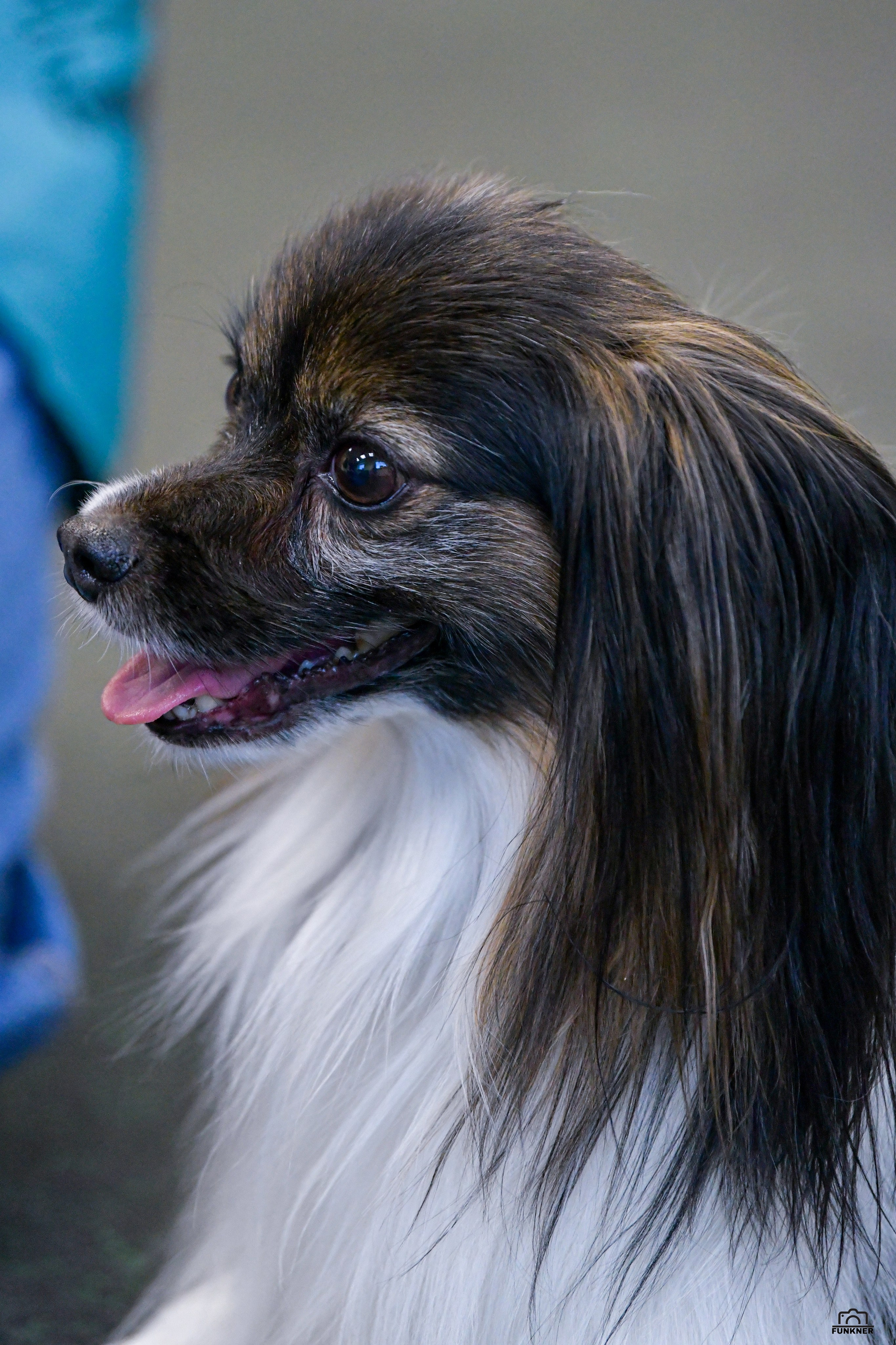 Кинологический клуб «Бодрый хвост». Свой взгляд через объектив