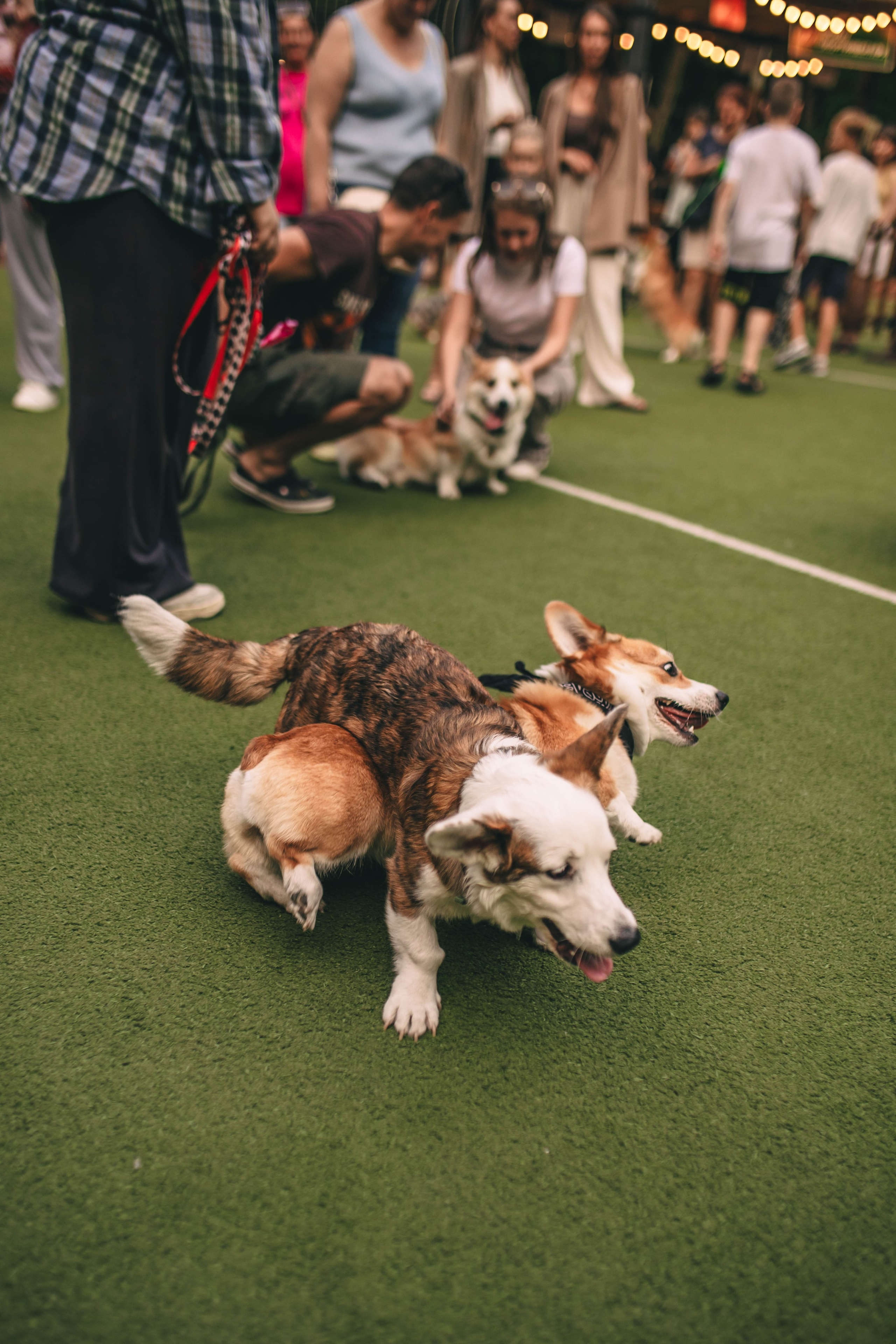 Pet-Party + Live-music |Парк Культуры. Фотограф в Ставрополе Алина Клочкова