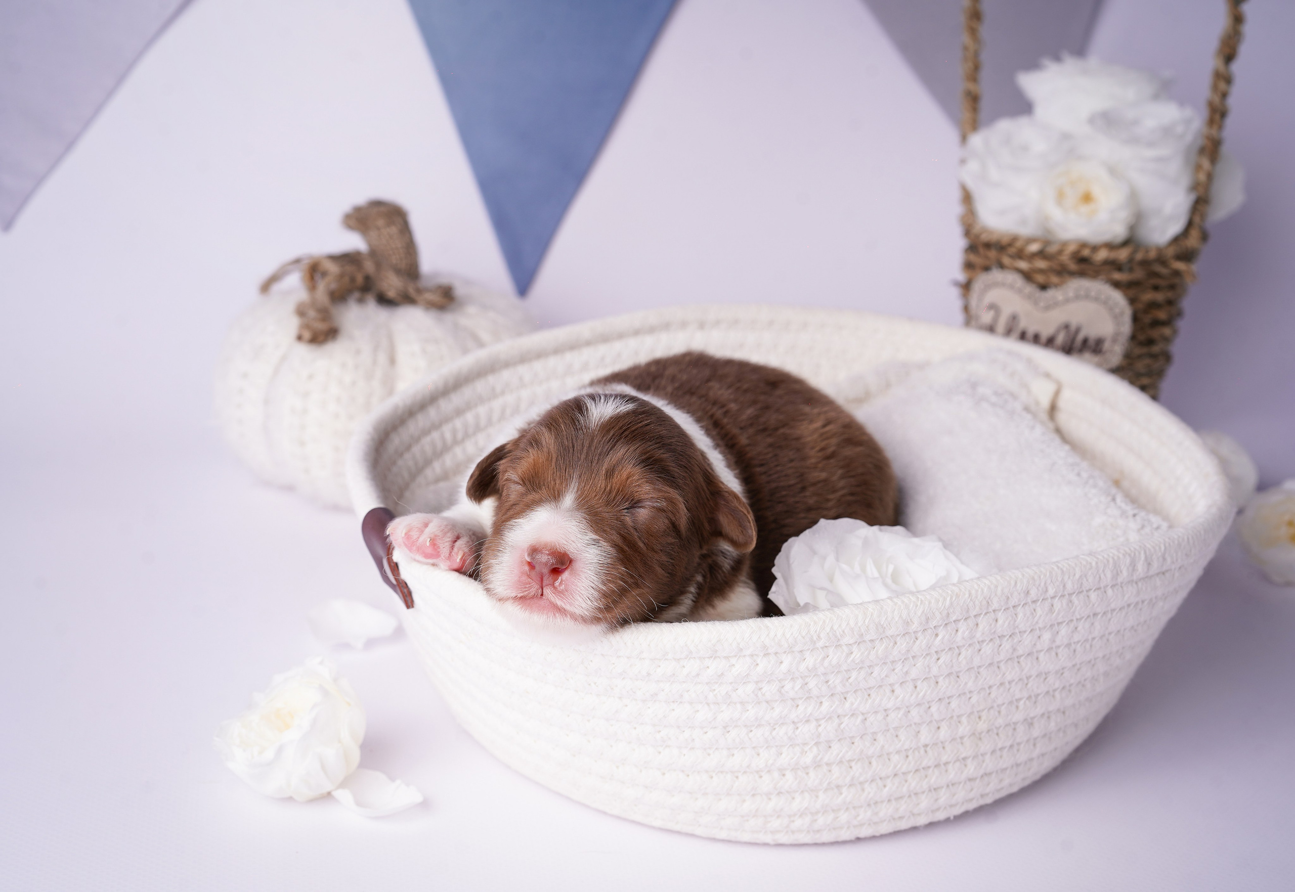 Щенки австралийской овчарки. Фотограф-анималист в Санкт-Петербурге Яна Мартынова