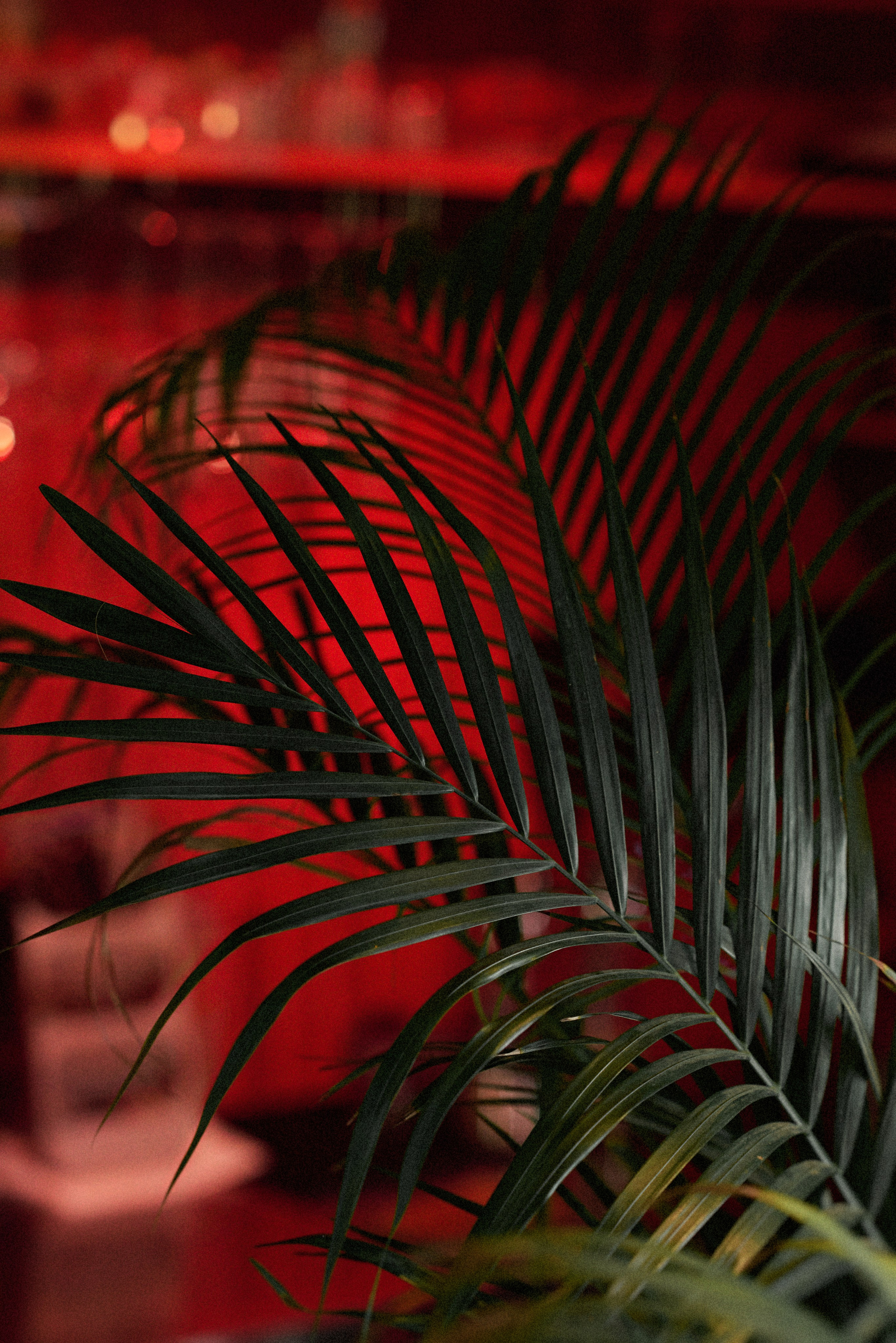 DAO. Свадебный фотограф Юлия Гусева