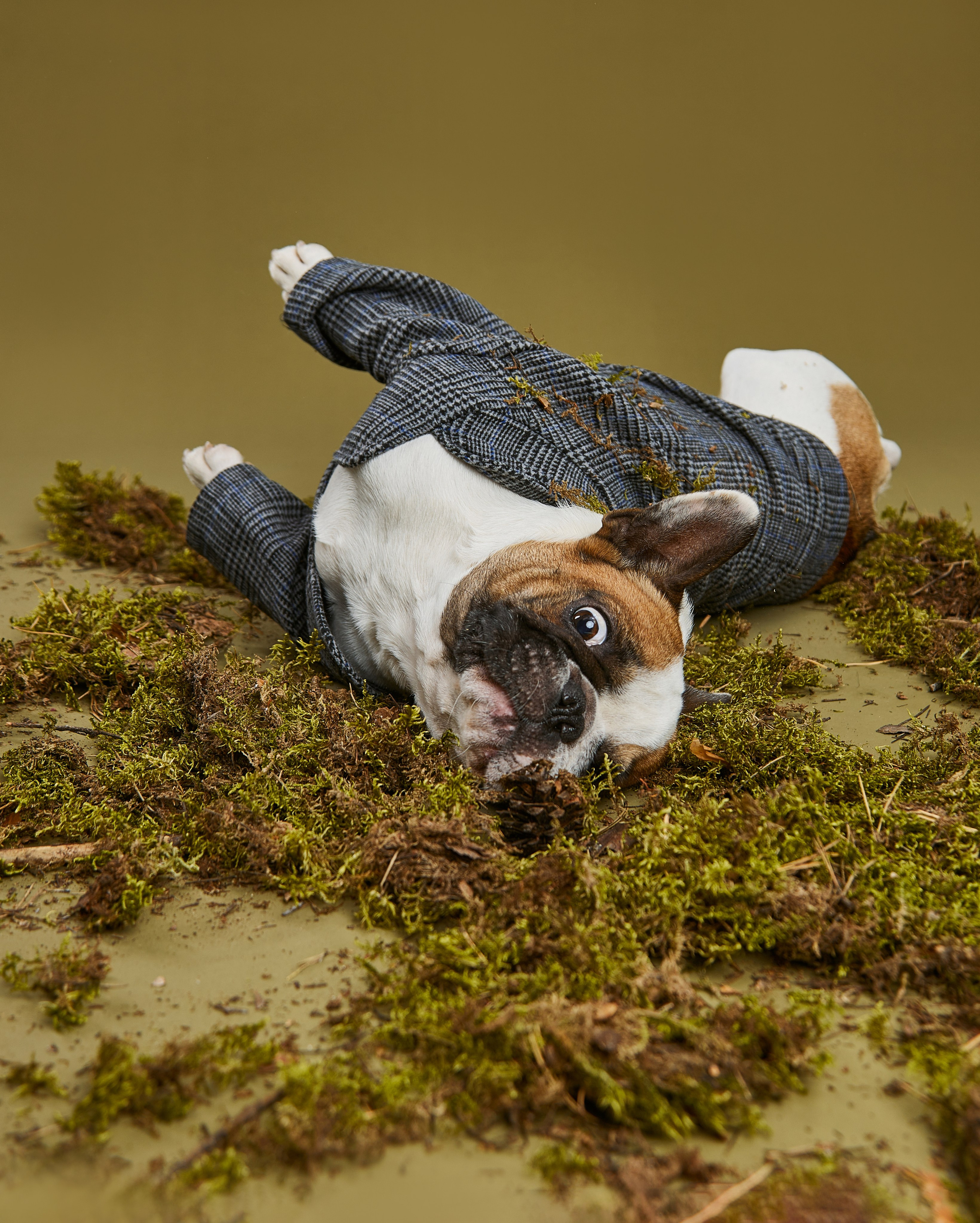 Pets Photography / Фотограф Собак