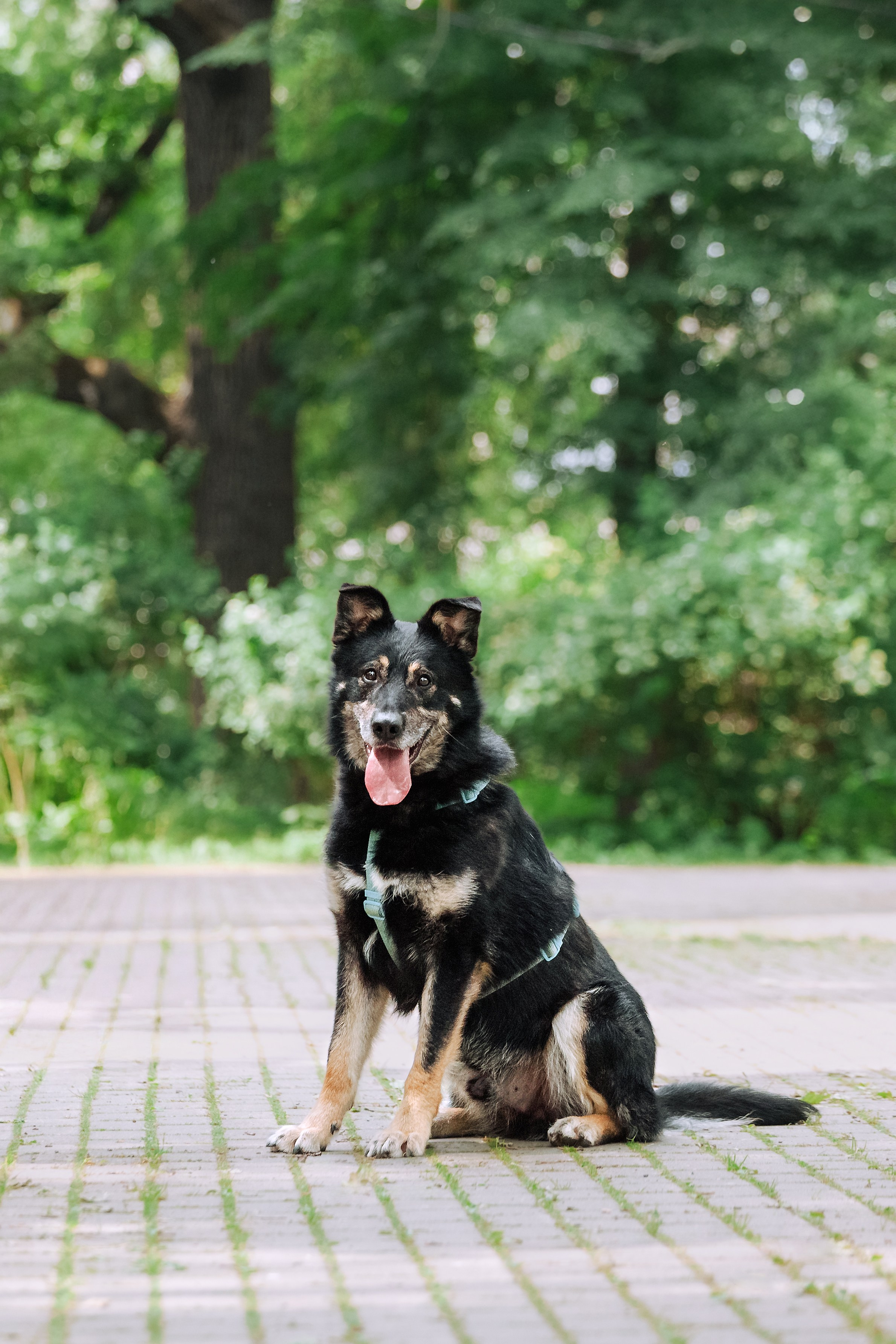 Собаки из приюта Дубовая роща лето 2025. Фотограф-анималист Татьяна Степанова