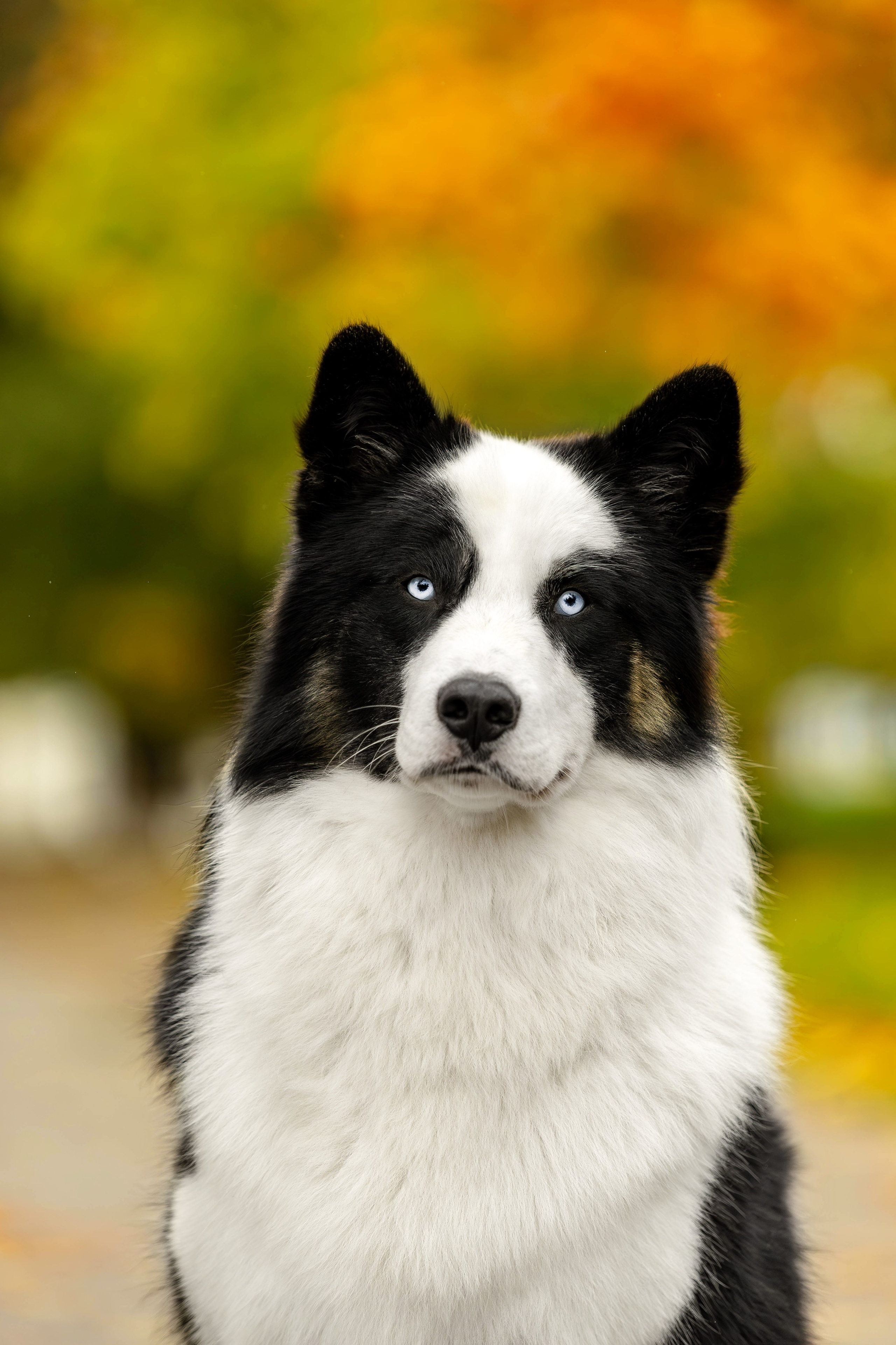 Якутская Лайка Гард. Https://moshkovaphoto.ru/