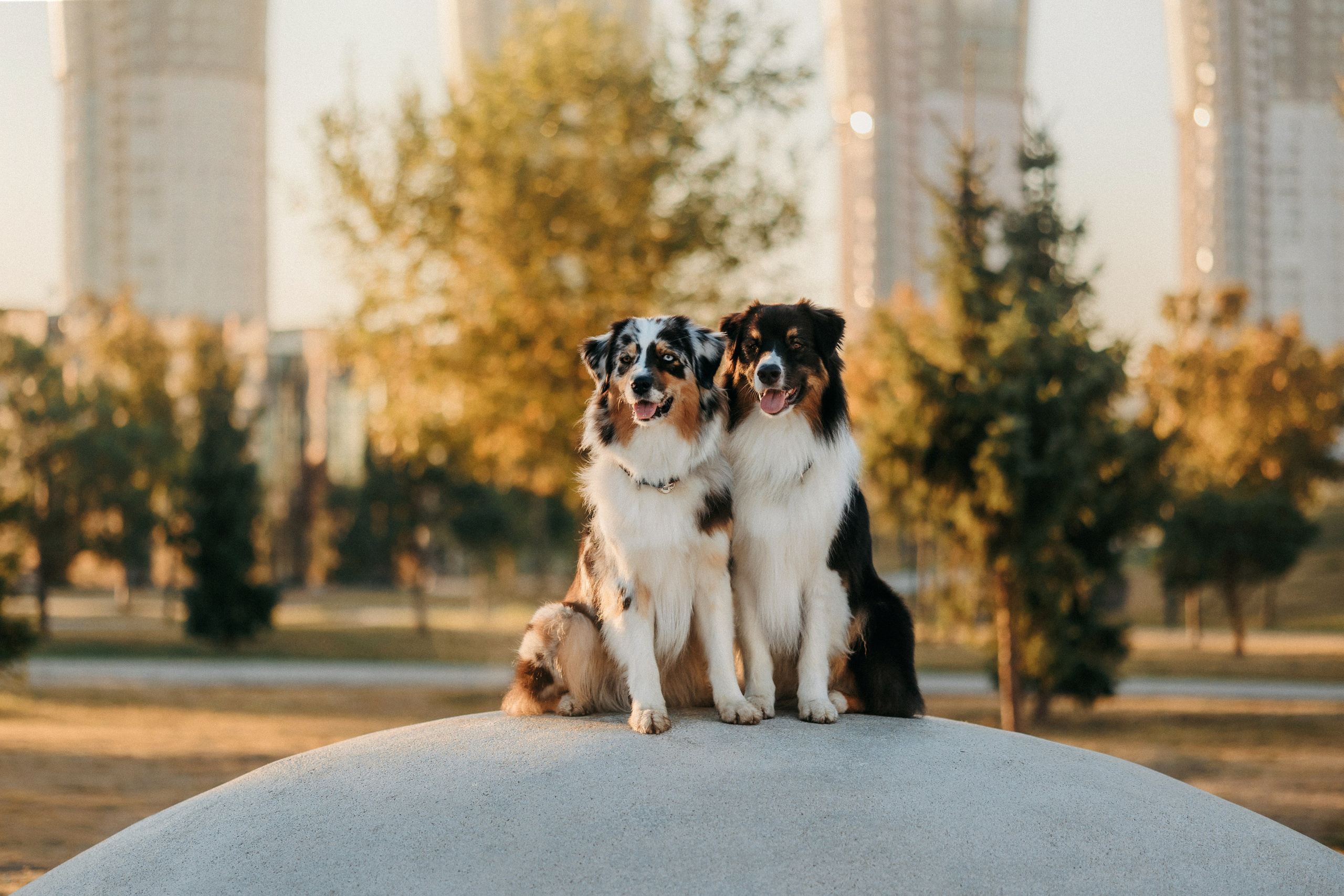 Аня, Чарли и Ева. Фотограф-анималист Елена Радченко, Москва