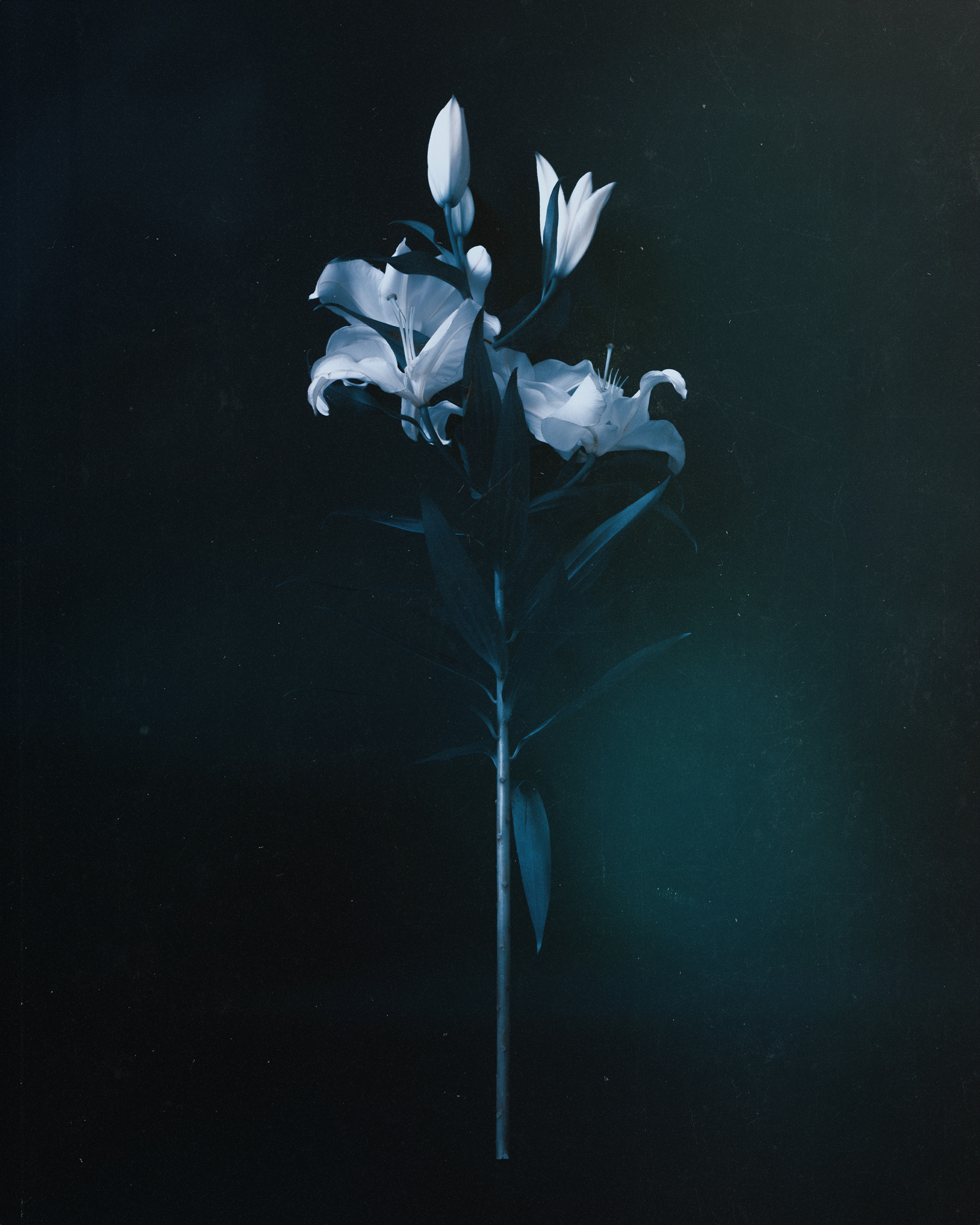 Елизавета. Портретный и репортажный фотограф в Санкт-Петербурге Максим Пашков