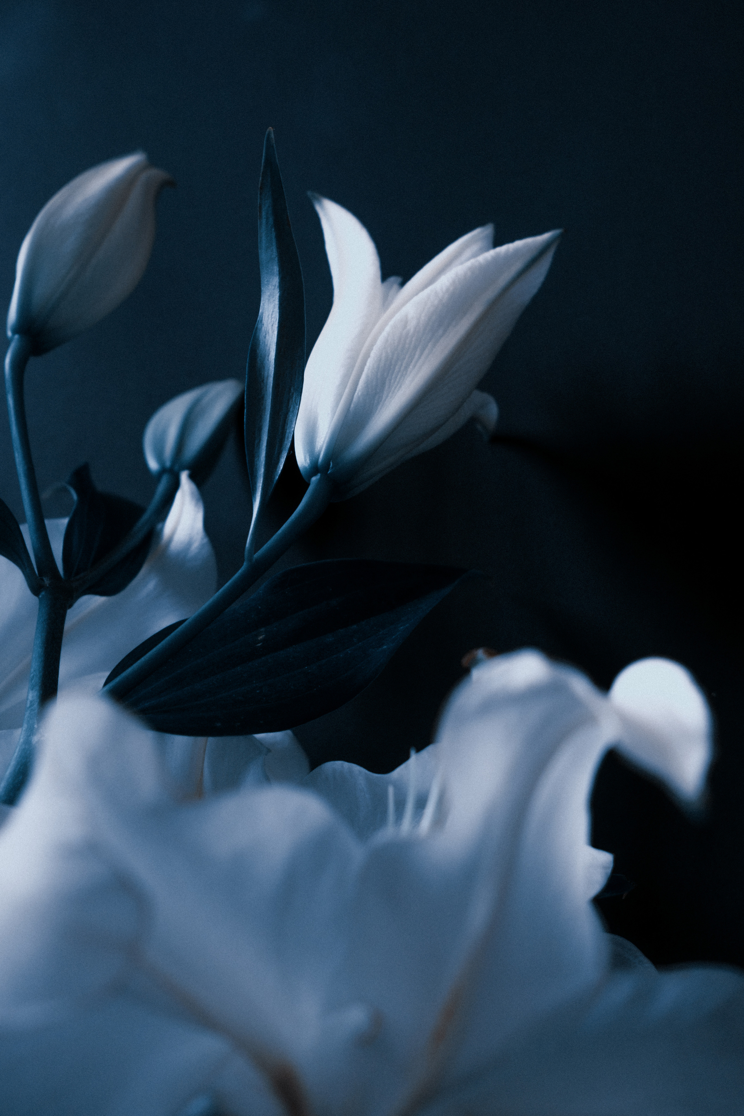 Елизавета. Портретный и репортажный фотограф в Санкт-Петербурге Максим Пашков