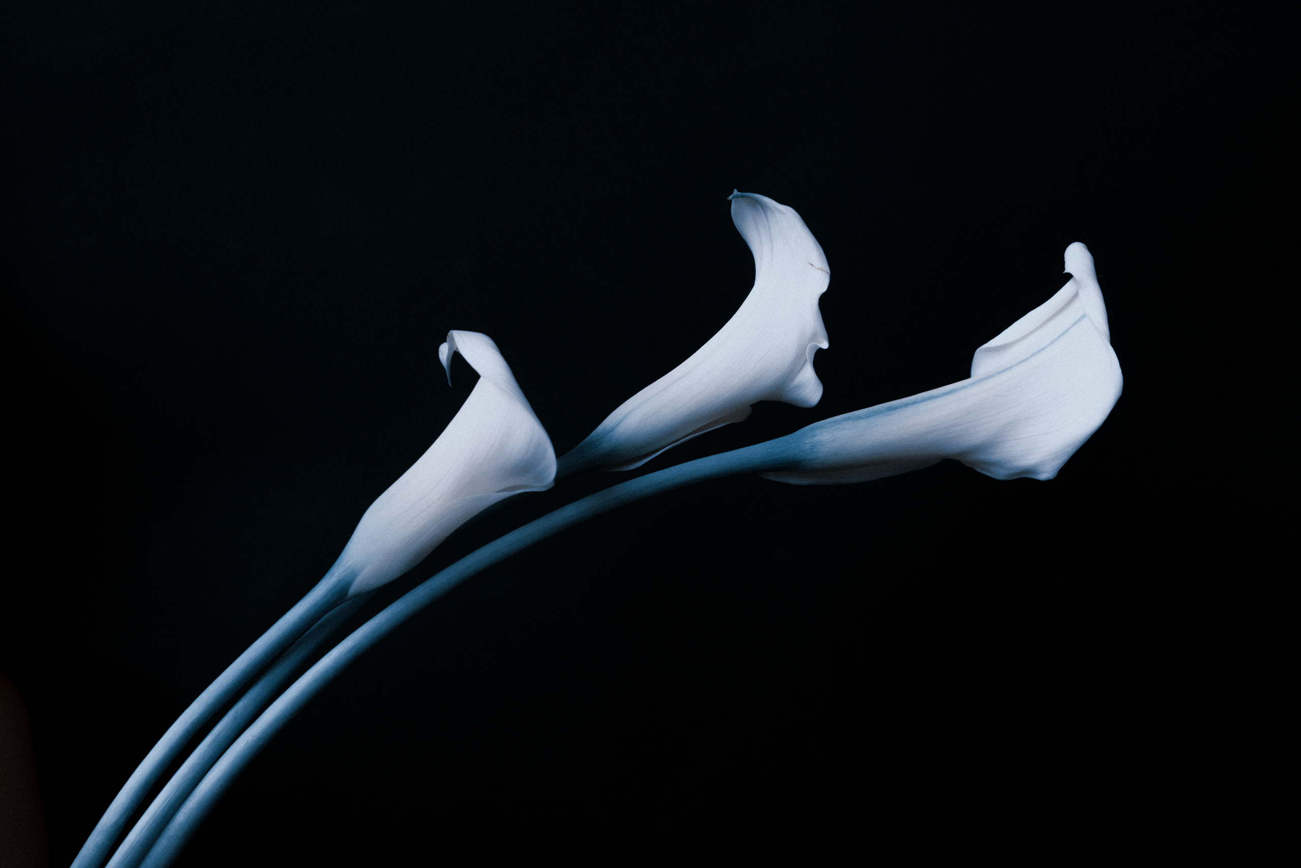 Елизавета. Портретный и репортажный фотограф в Санкт-Петербурге Максим Пашков