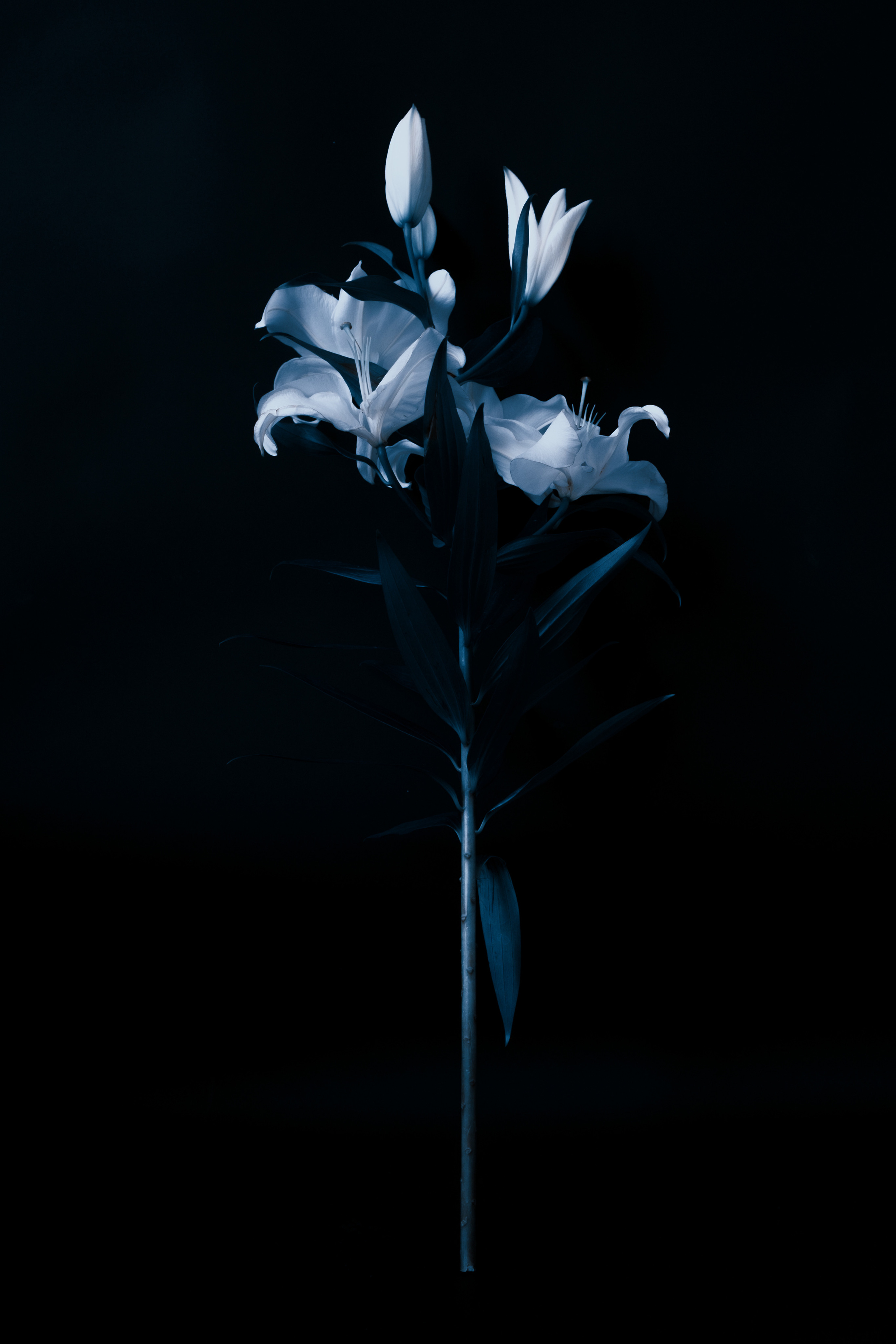 Елизавета. Портретный и репортажный фотограф в Санкт-Петербурге Максим Пашков