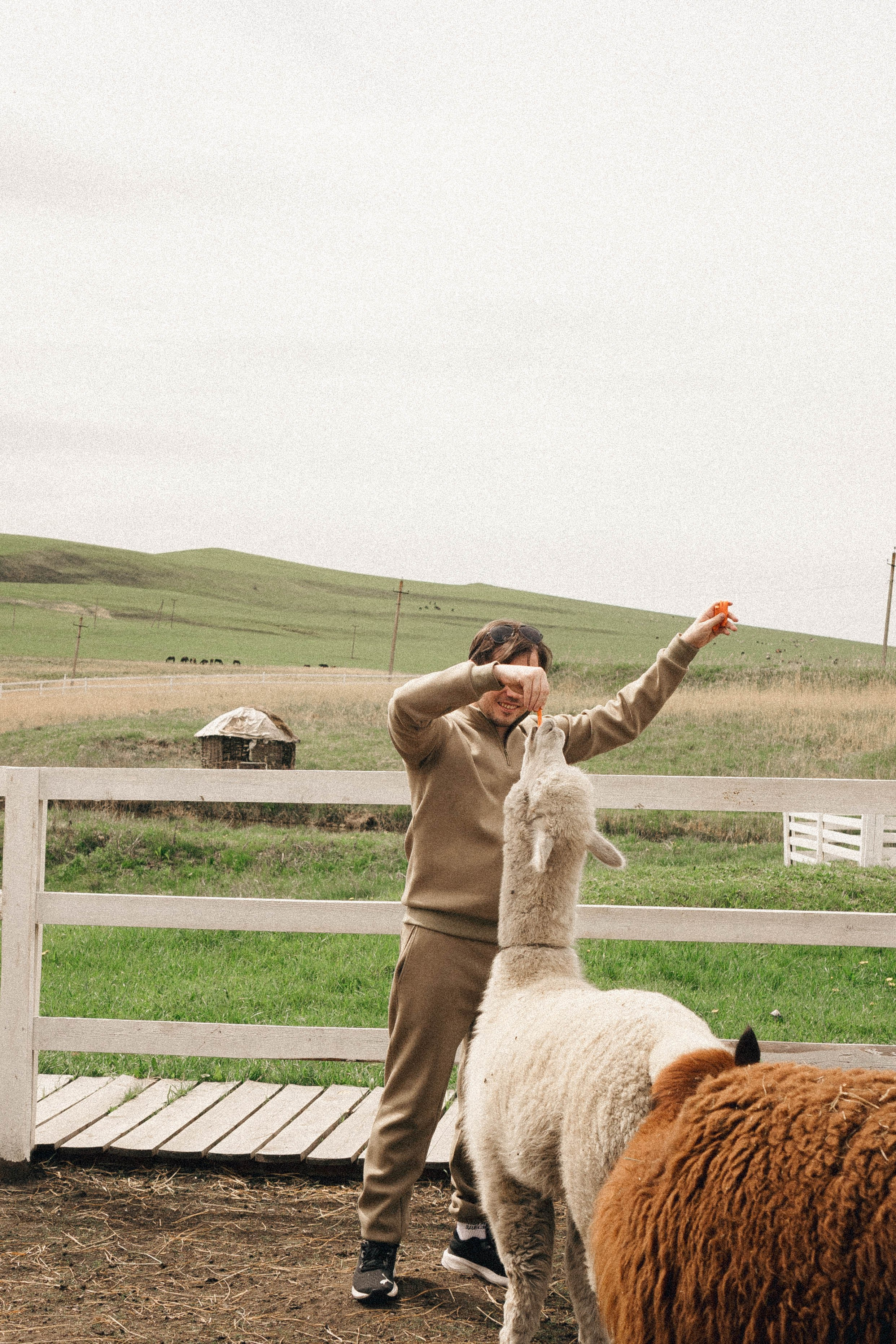 Ферма Альпак. Профессиональный фотограф, Санкт-Петербург — Виктория Богомолова