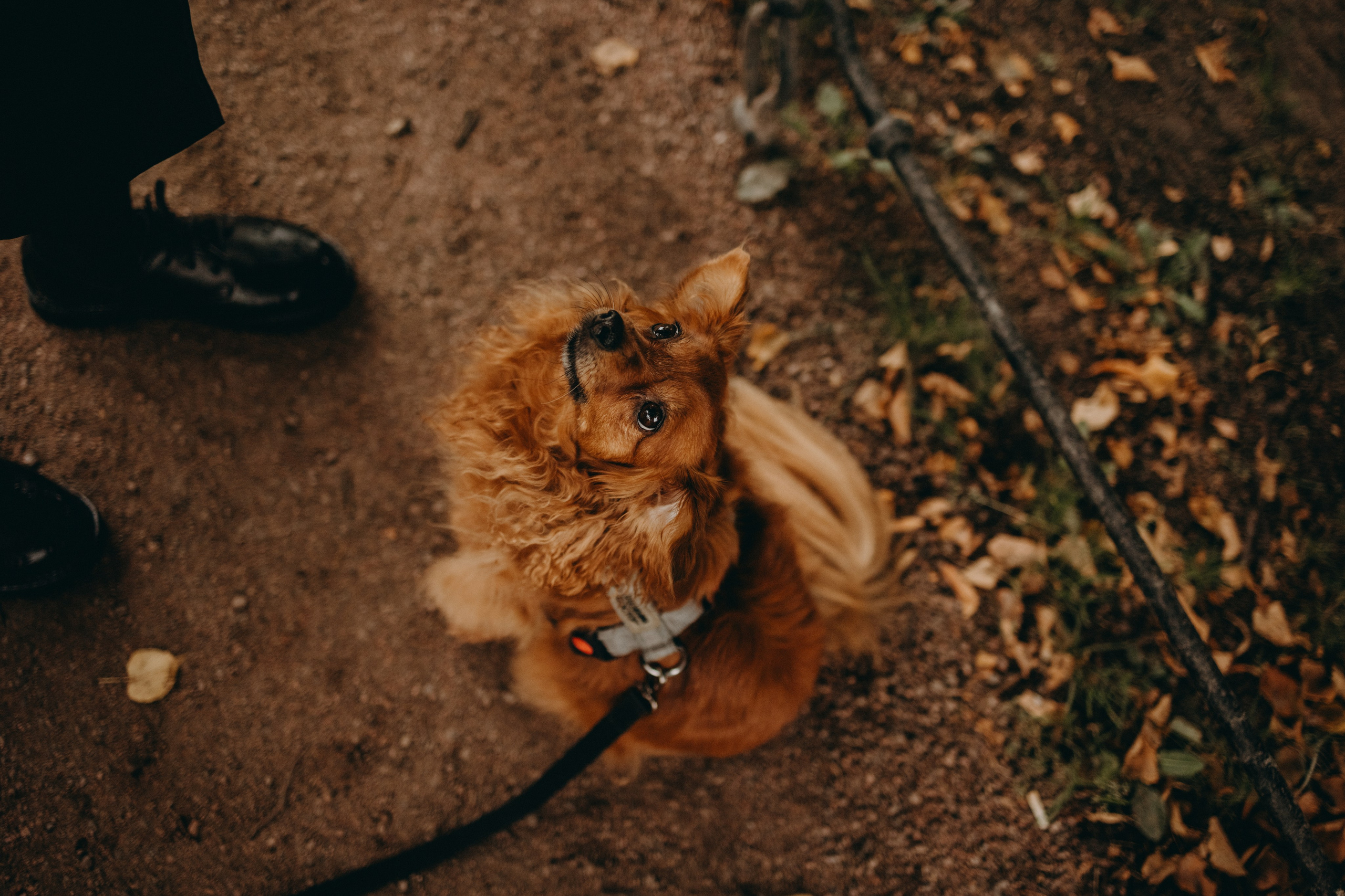 Жу и ее семья. Фотограф — Анималист | Санкт-Петербург