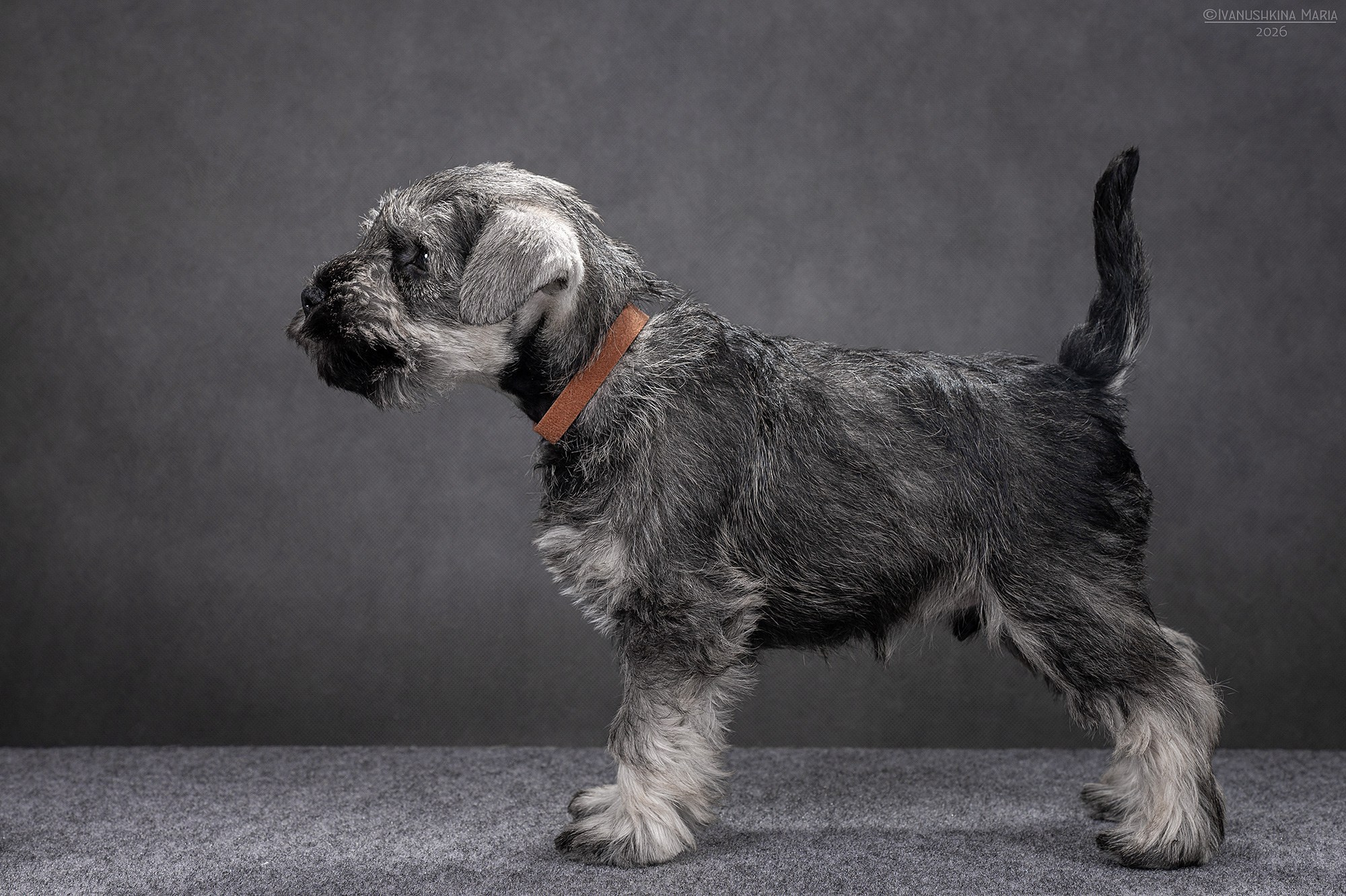 Экстерьерная фотосессия собаки. Фотограф собак в Москве и Московской области Иванушкина Мария