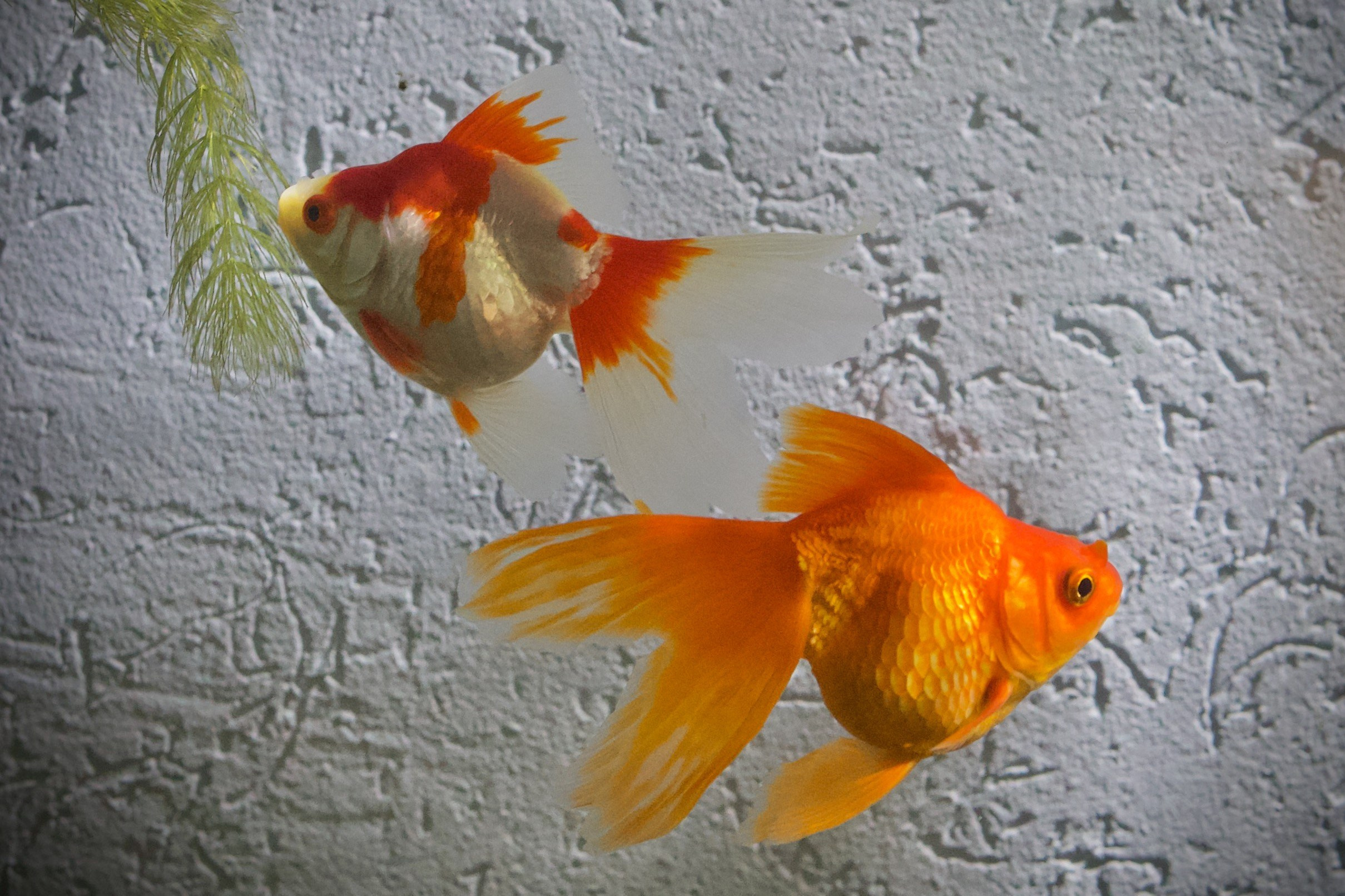 Чудесная природа. Школьные выпускные альбомы в Москве Марина Николаева