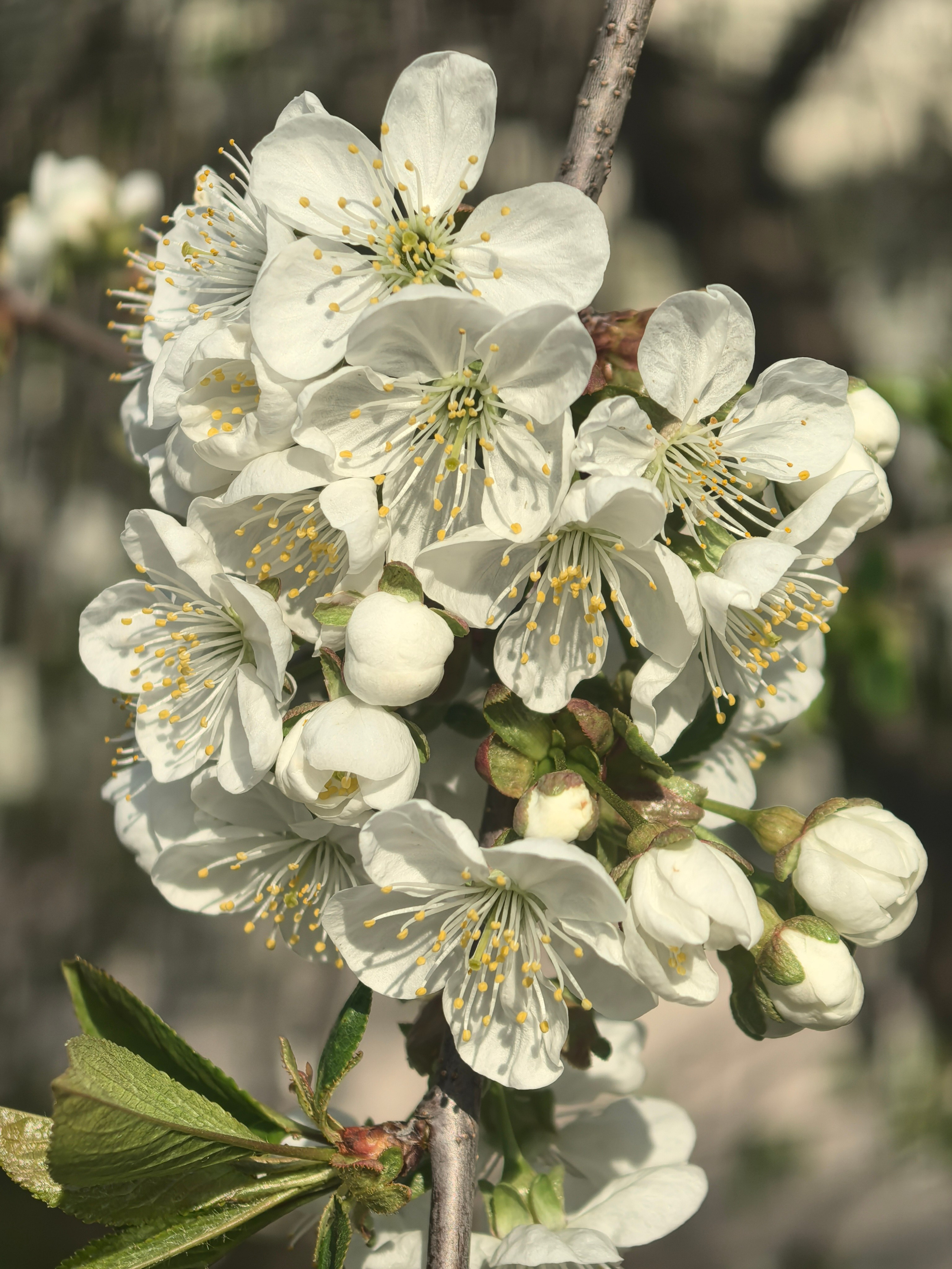 ПочтиМАКРО. Школьные выпускные альбомы в Москве Марина Николаева