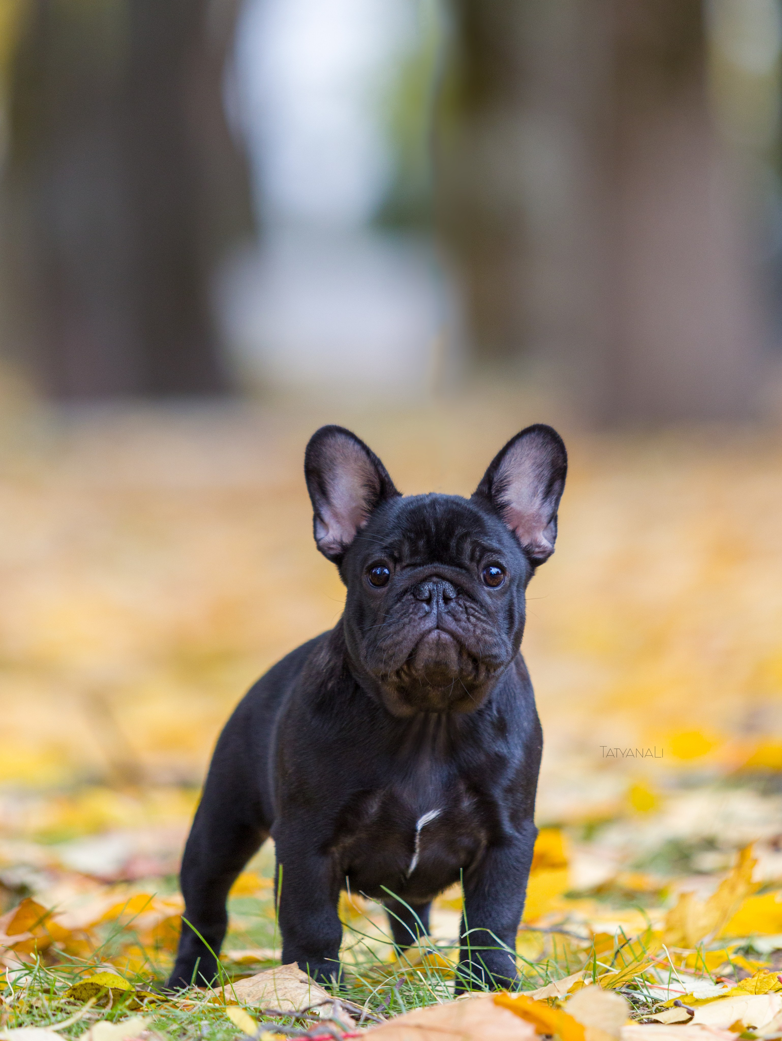 Французкий бульдог. Фотограф — анималист Татьяна Ли