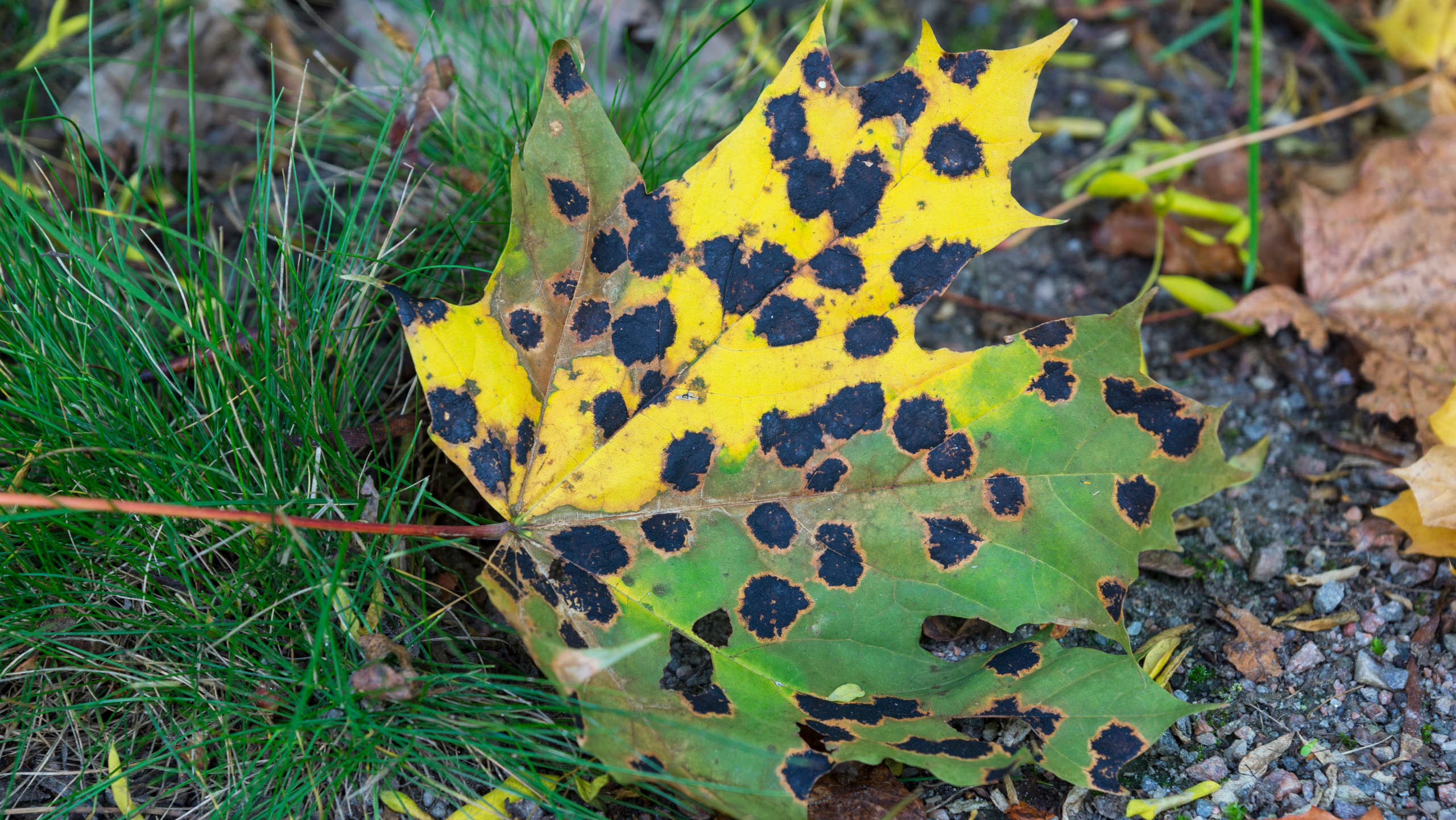 Хельсинки. Фотограф-путешественник Самойлов Максим «Sly Fox»