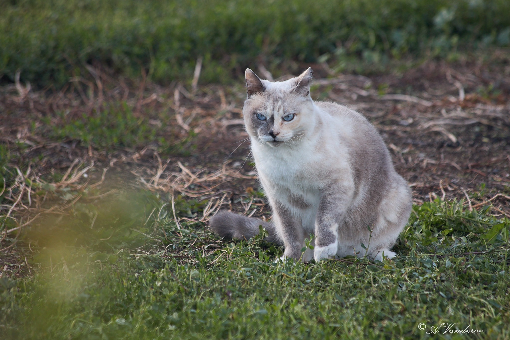 Село Савкино Баганского района Новосибирской области. Фотограф Омск | Александр Вандеров