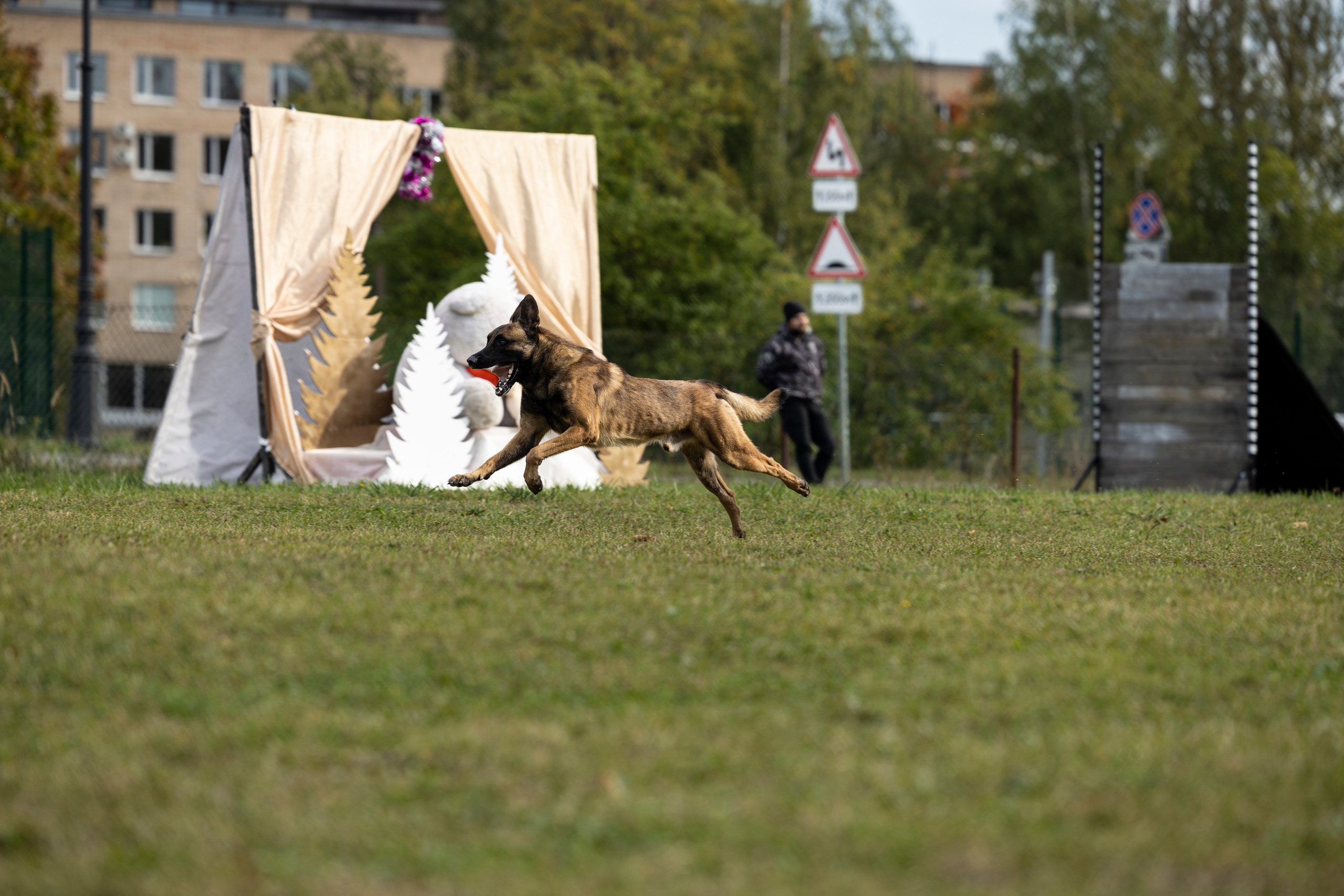 Испытания по Мондьорингу г. Пушкин. Фотограф-анималист Анна Маринич