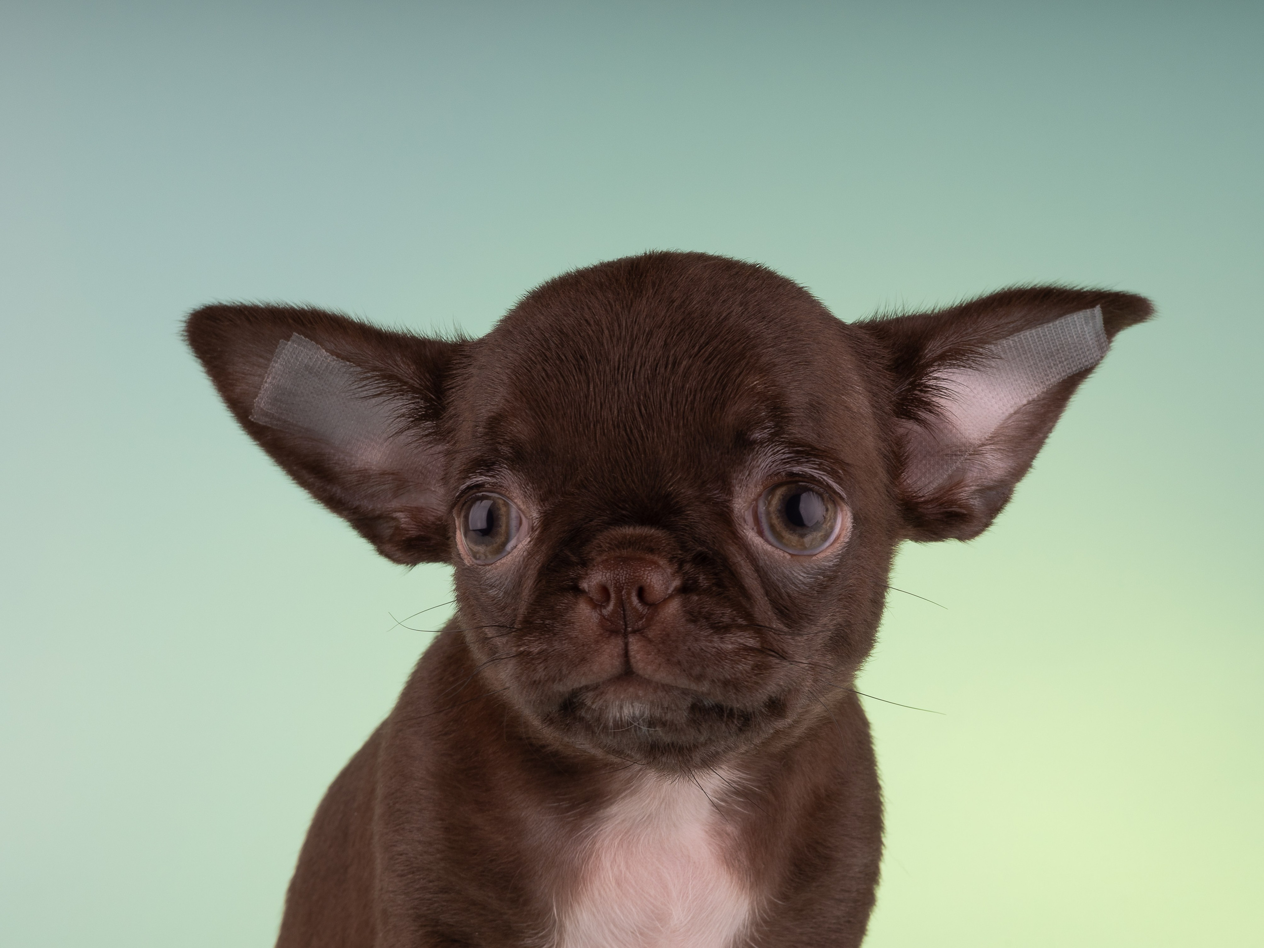 Чихуахуа (студия). Фотограф-анималист в Москве, МО и Владимире