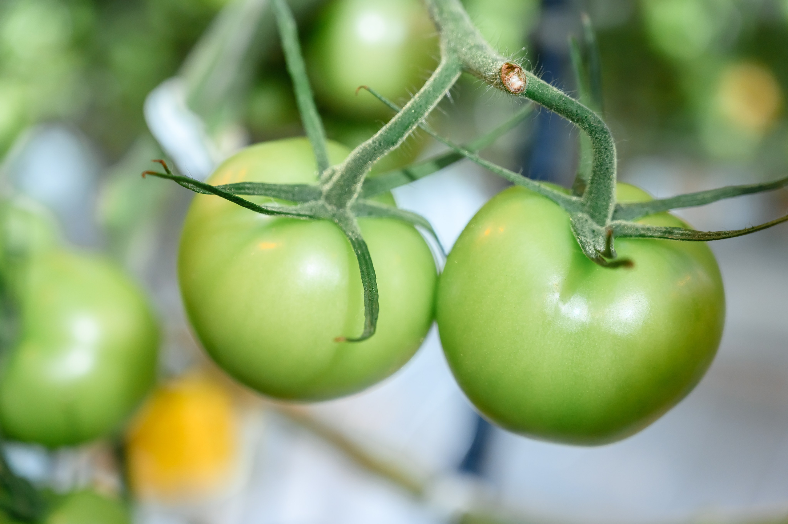 Тепличный комплекс «ПЕРМСКИЙ»