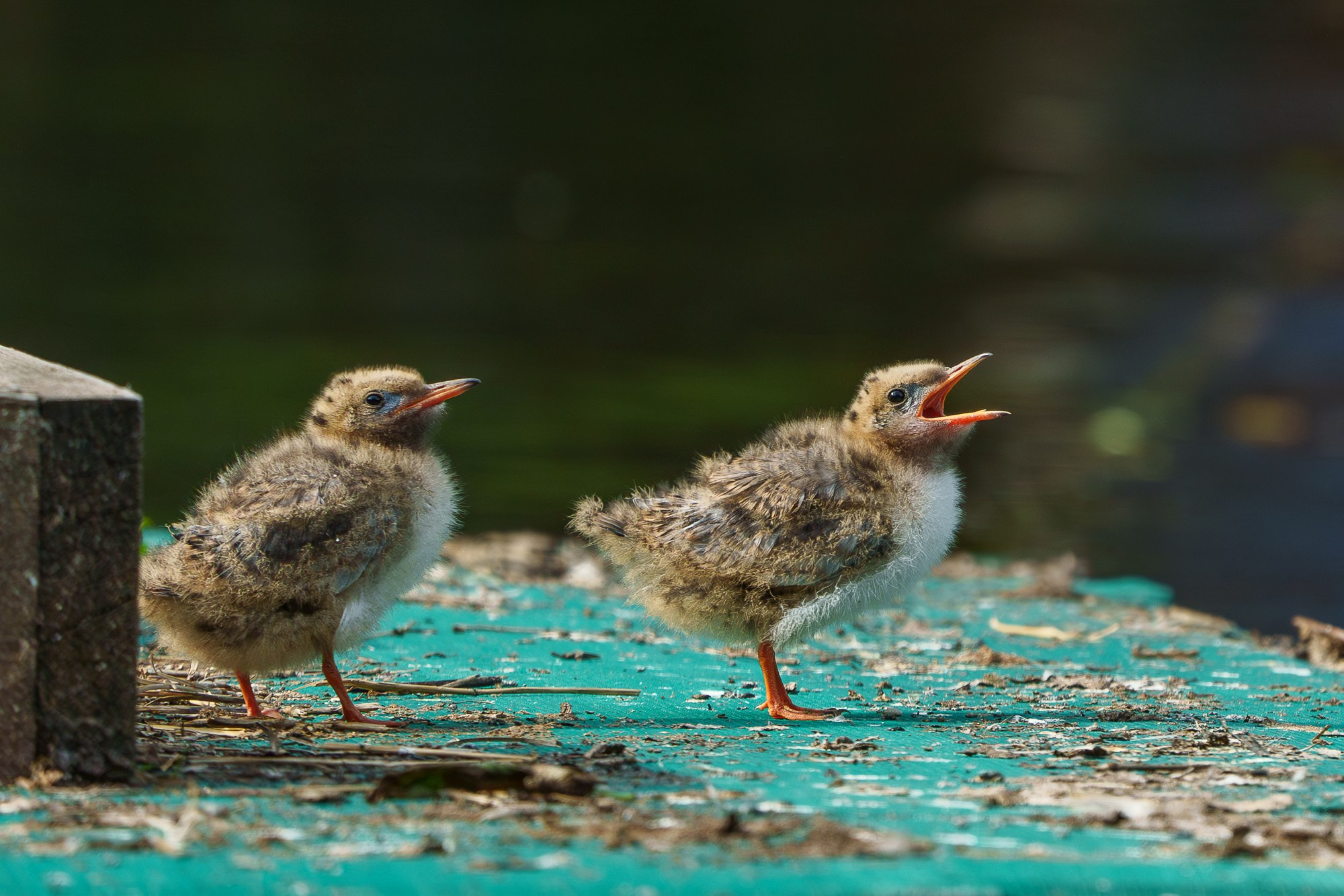 Удивительные мир птиц. Вокруг нас столько прекрасного — присмотритесь!. Ваш личный фотограф Марина Волкова