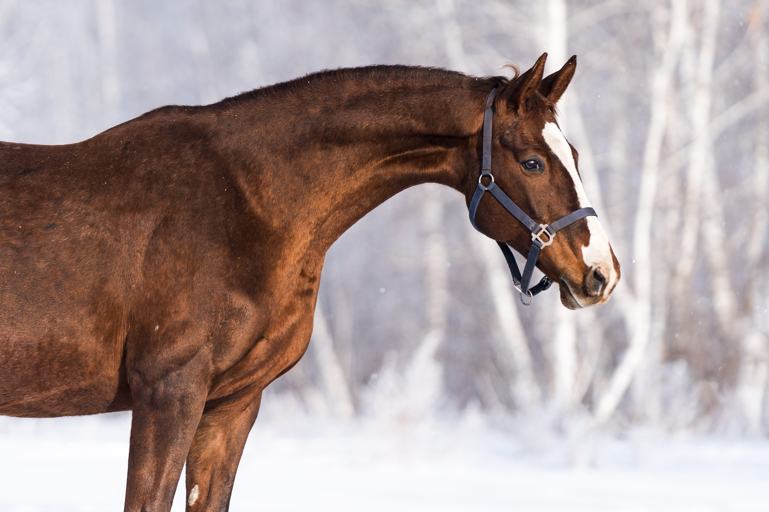 Хлорита. Главная