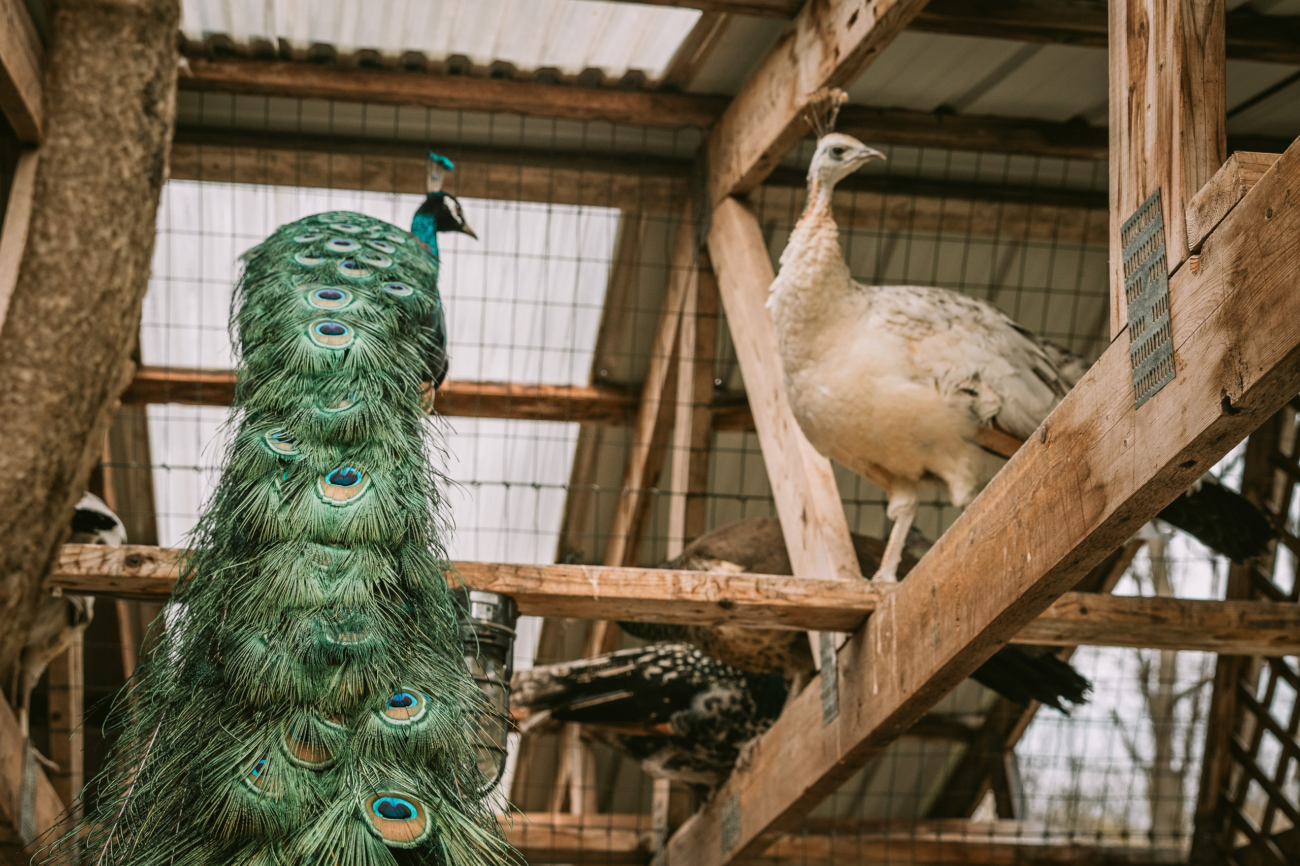 Session at the client’s home. Family photographer in Eastern Pennsylvania, Inna Nairn