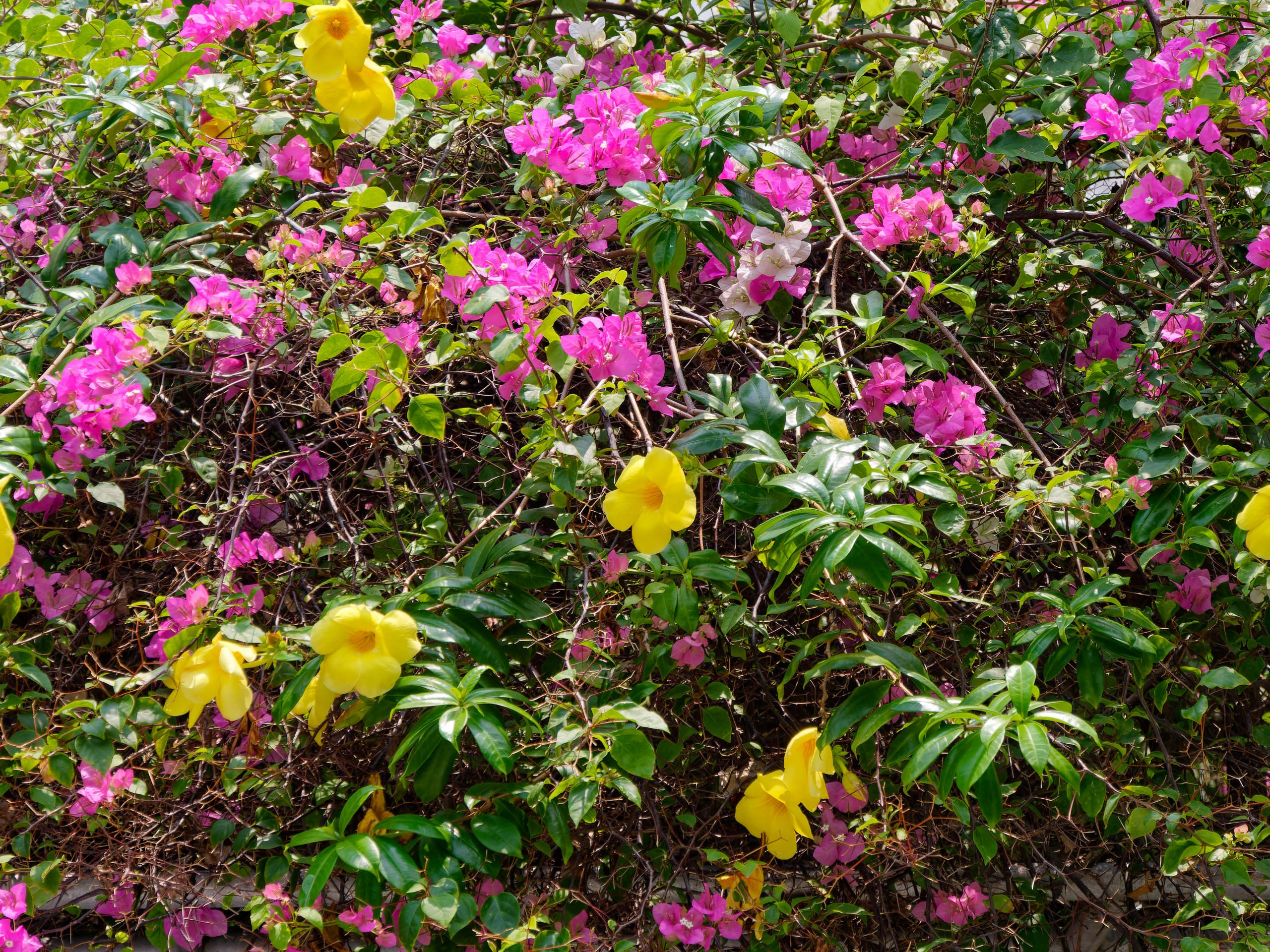 Нячанг 2025 (7). Избранные фотографии