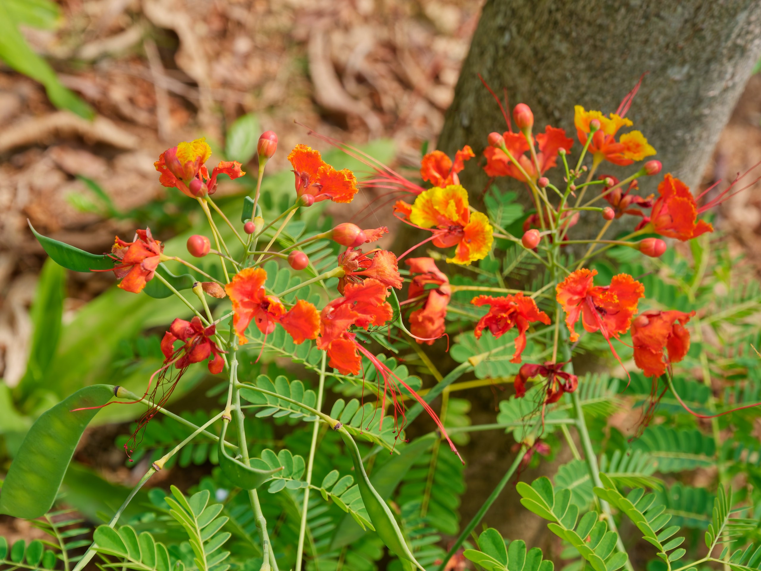Хайнань 2026, флора, цветы и деревья. Фотопрогулки по Миру