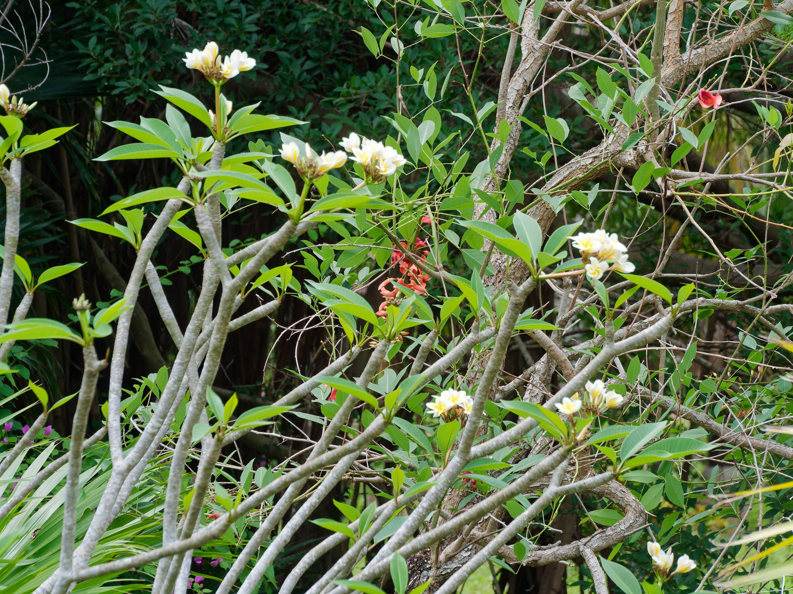 Хайнань 2026, флора, цветы и деревья. Фотопрогулки по Миру