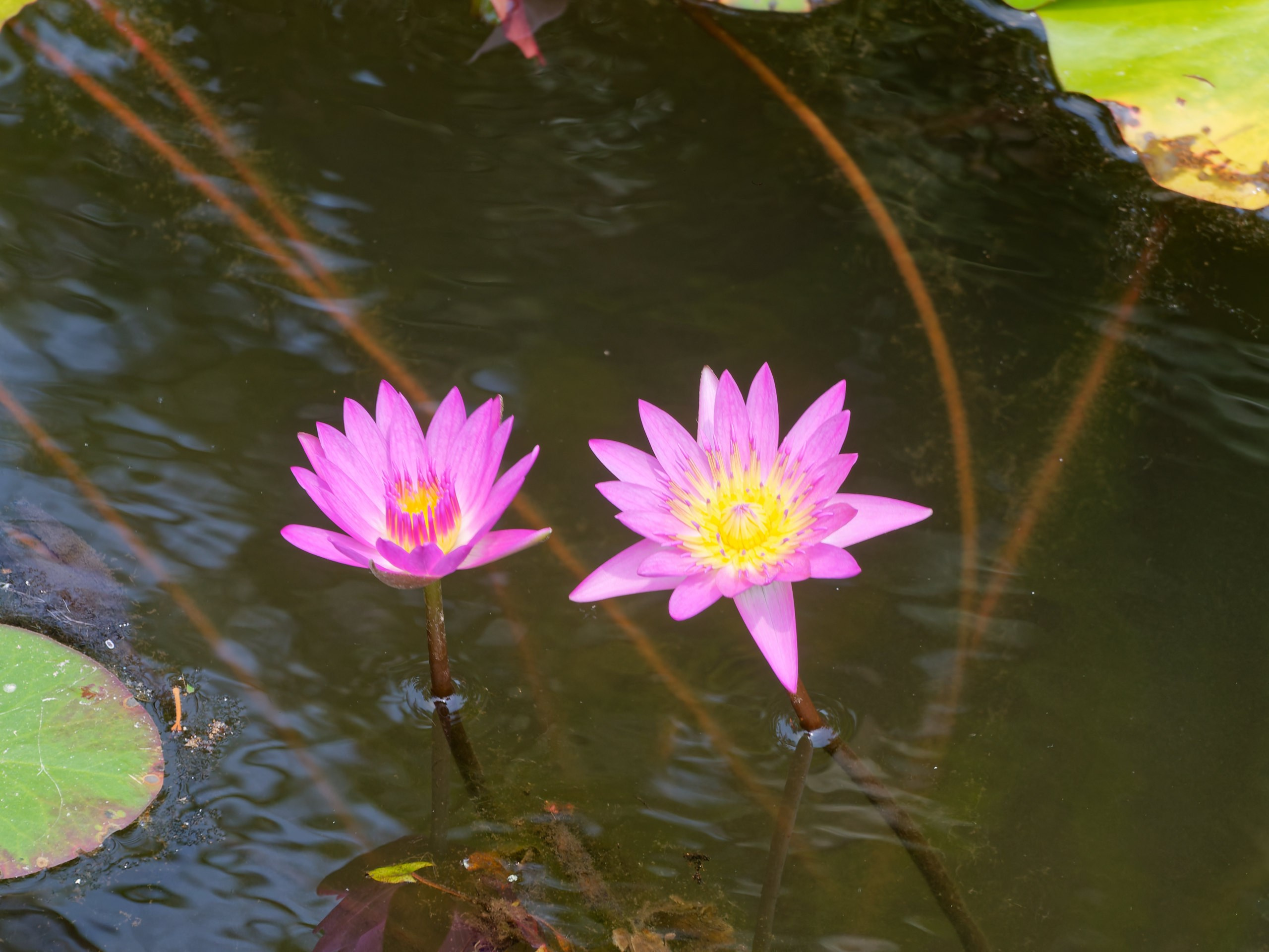 Хайнань 2026, флора, цветы и деревья. Фотопрогулки по Миру