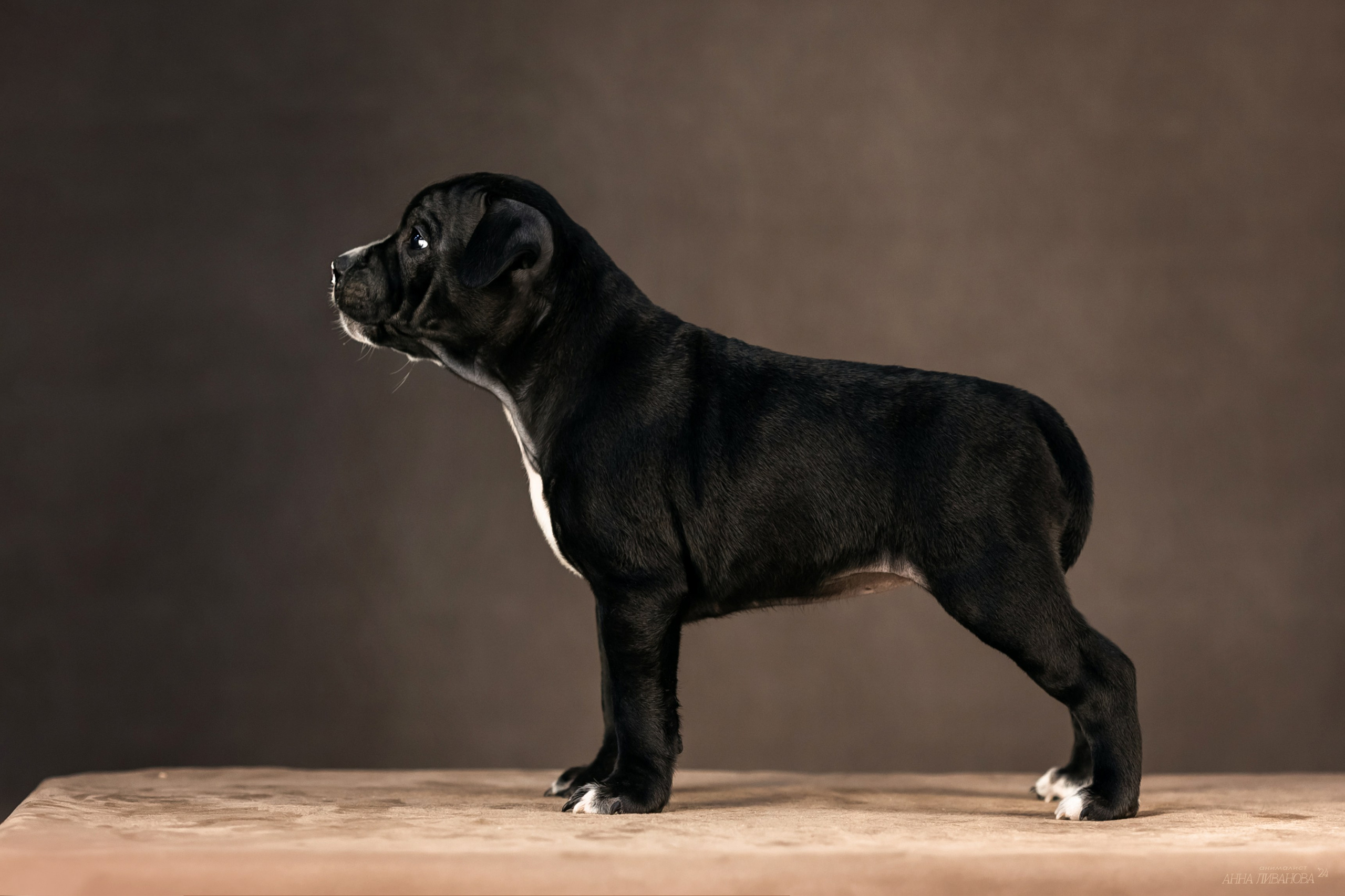 Стаффи. Фотограф анималист Аня Ливанова | Рыбинск