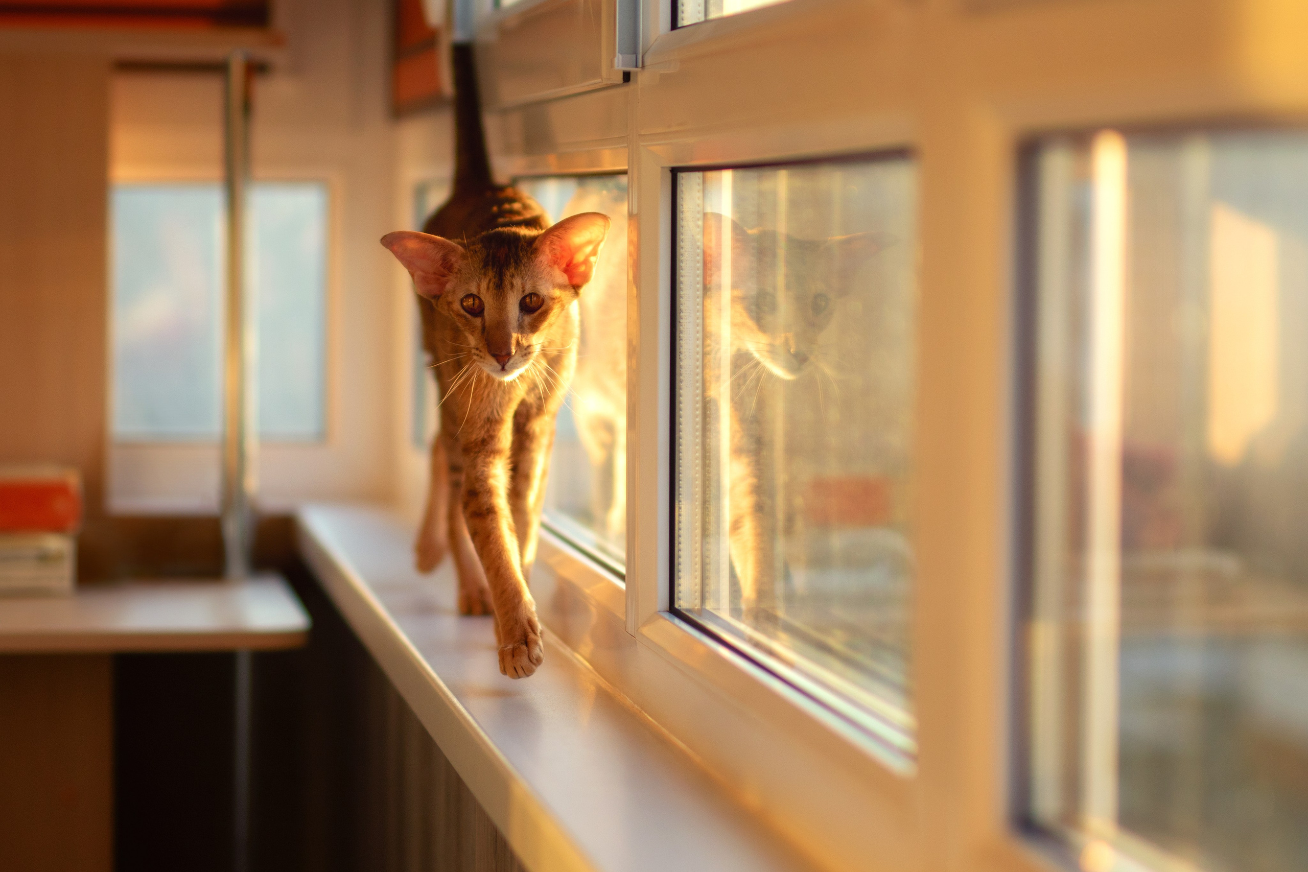 Кошки. Фотограф-анималист Юлия Зубкова