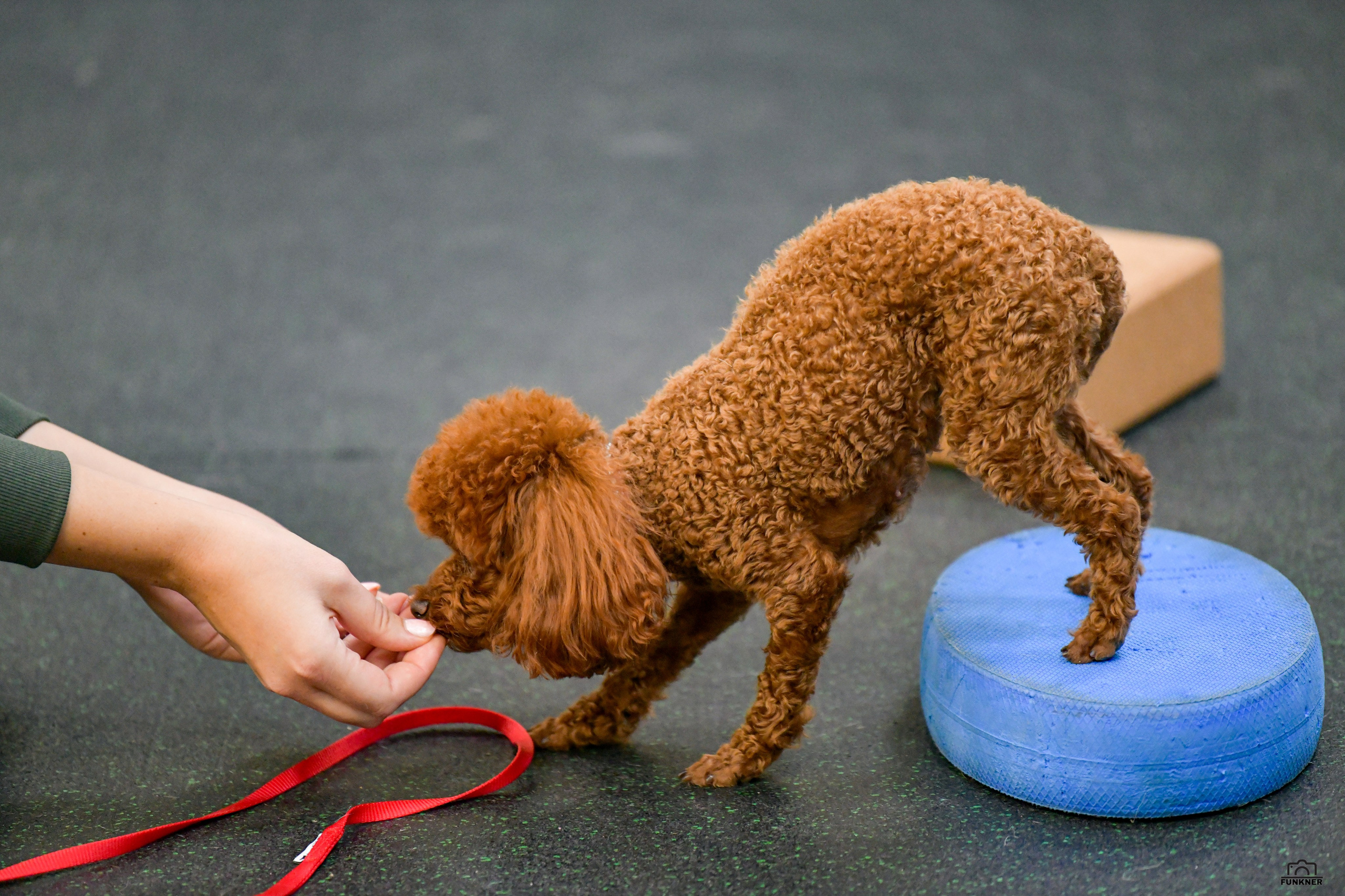 Кинологический клуб «Бодрый хвост». Свой взгляд через объектив