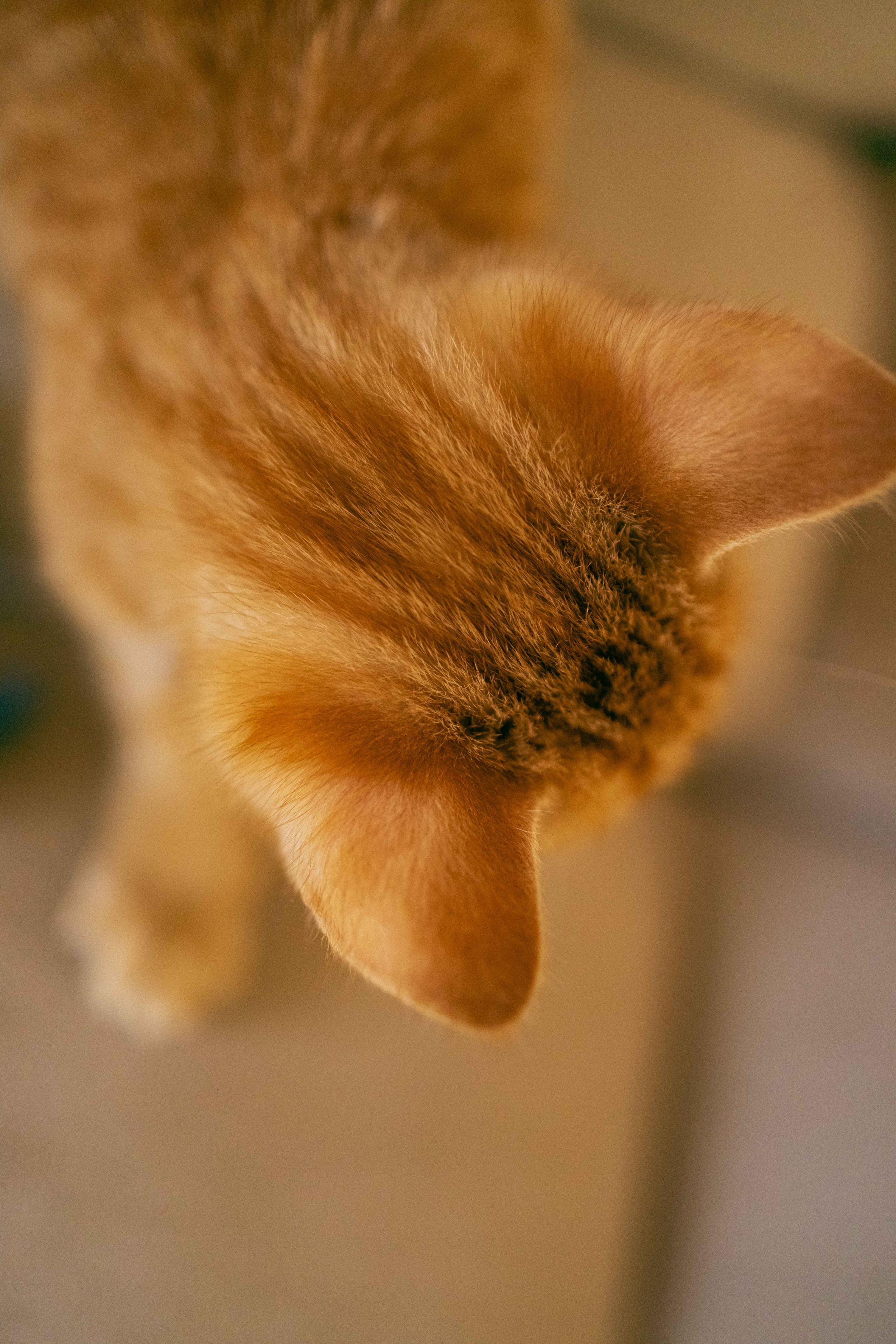 Кускус. Фотограф-анималист в Москве Лера Черноног