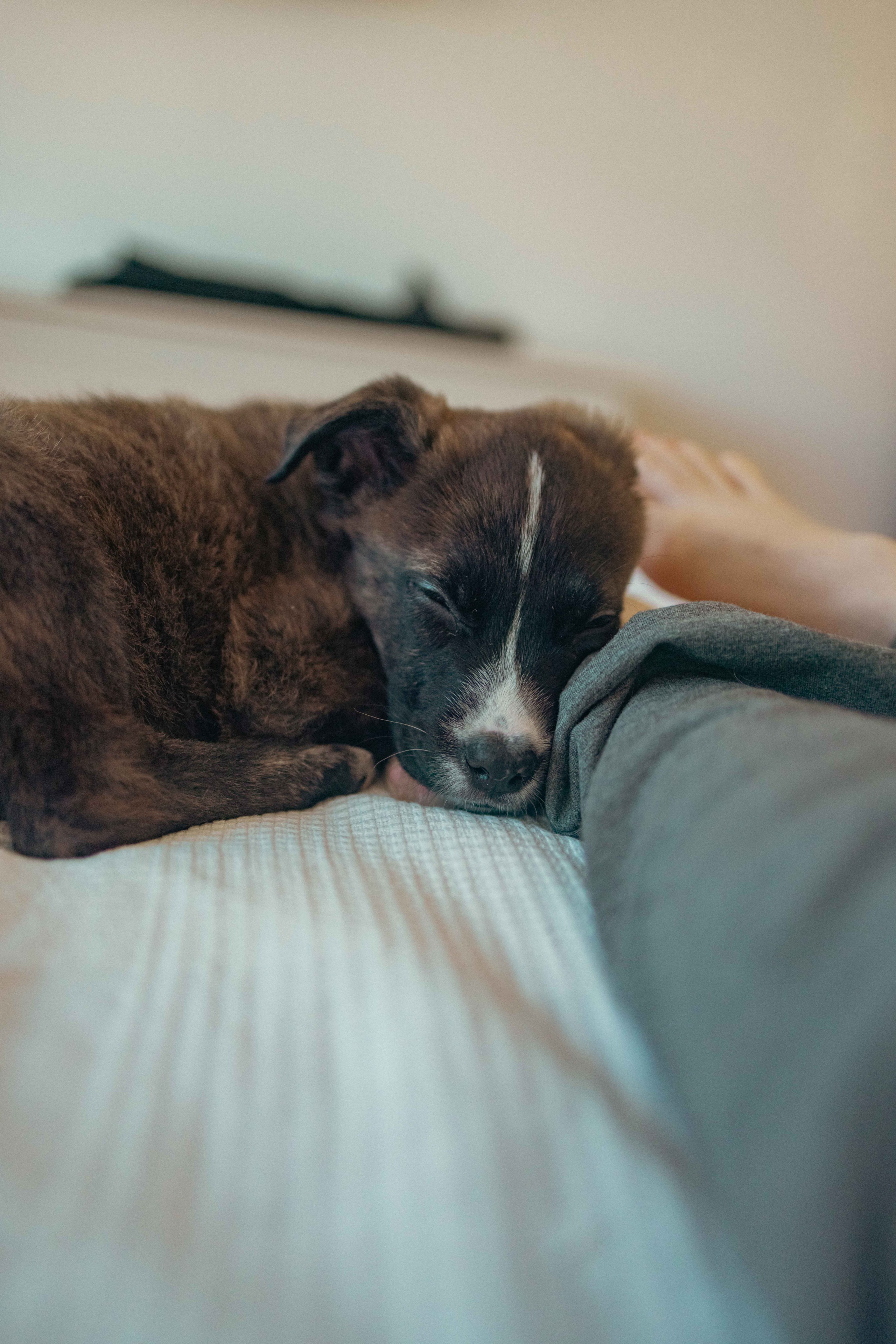 Гайка. Фотограф-анималист в Москве Лера Черноног