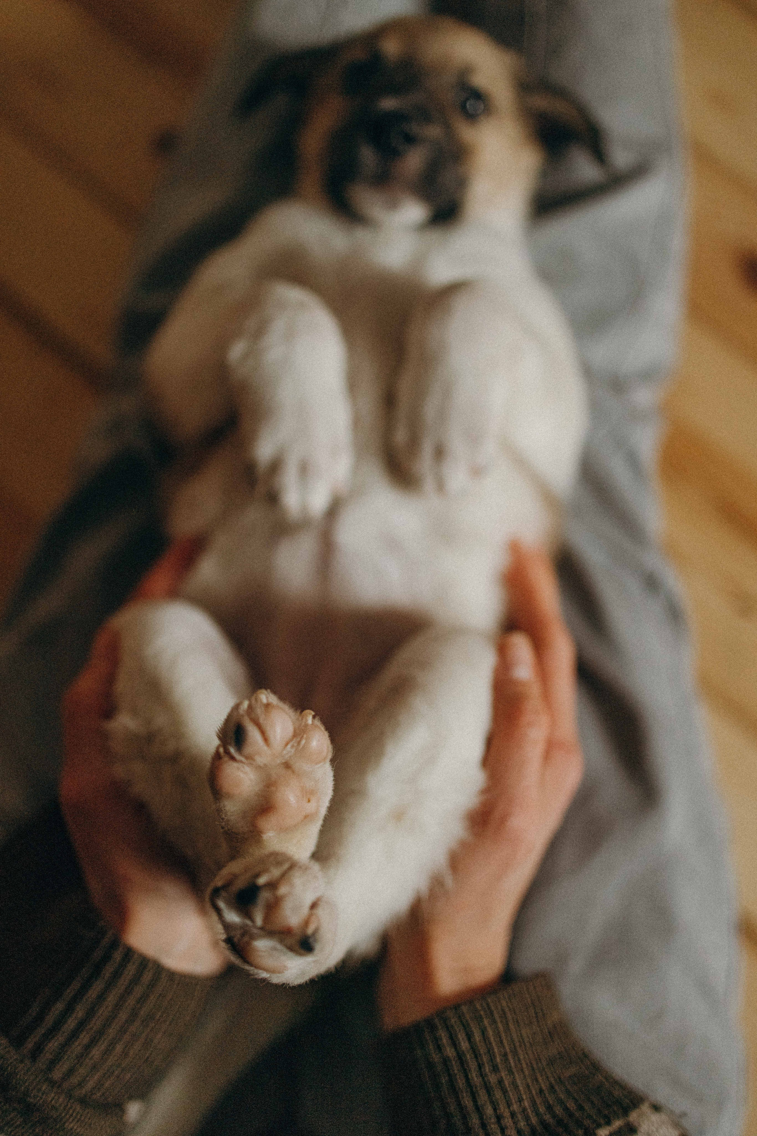 Щеночки. Фотограф-анималист в Москве Лера Черноног