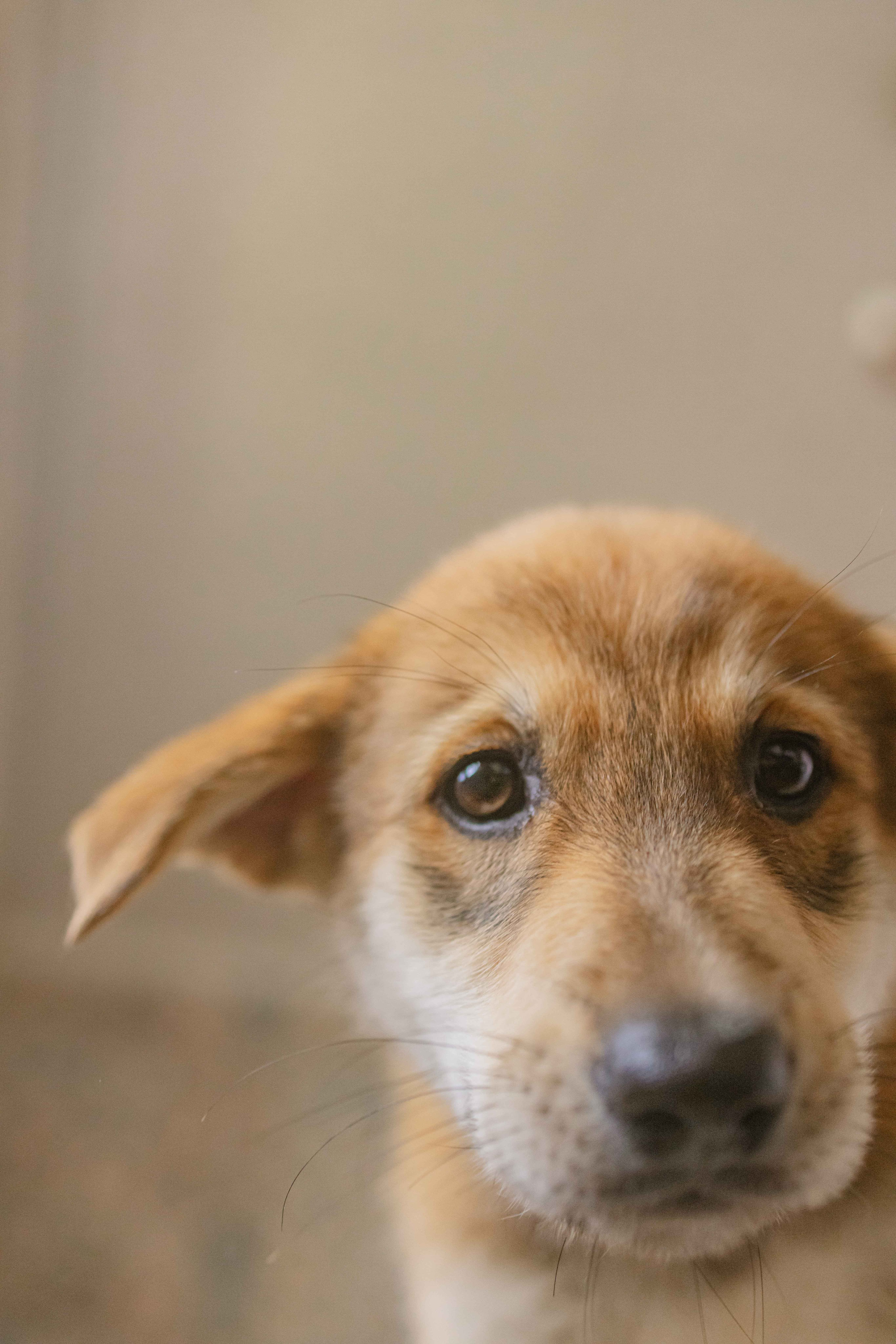 Щеночки на кухне. Фотограф-анималист в Москве Лера Черноног