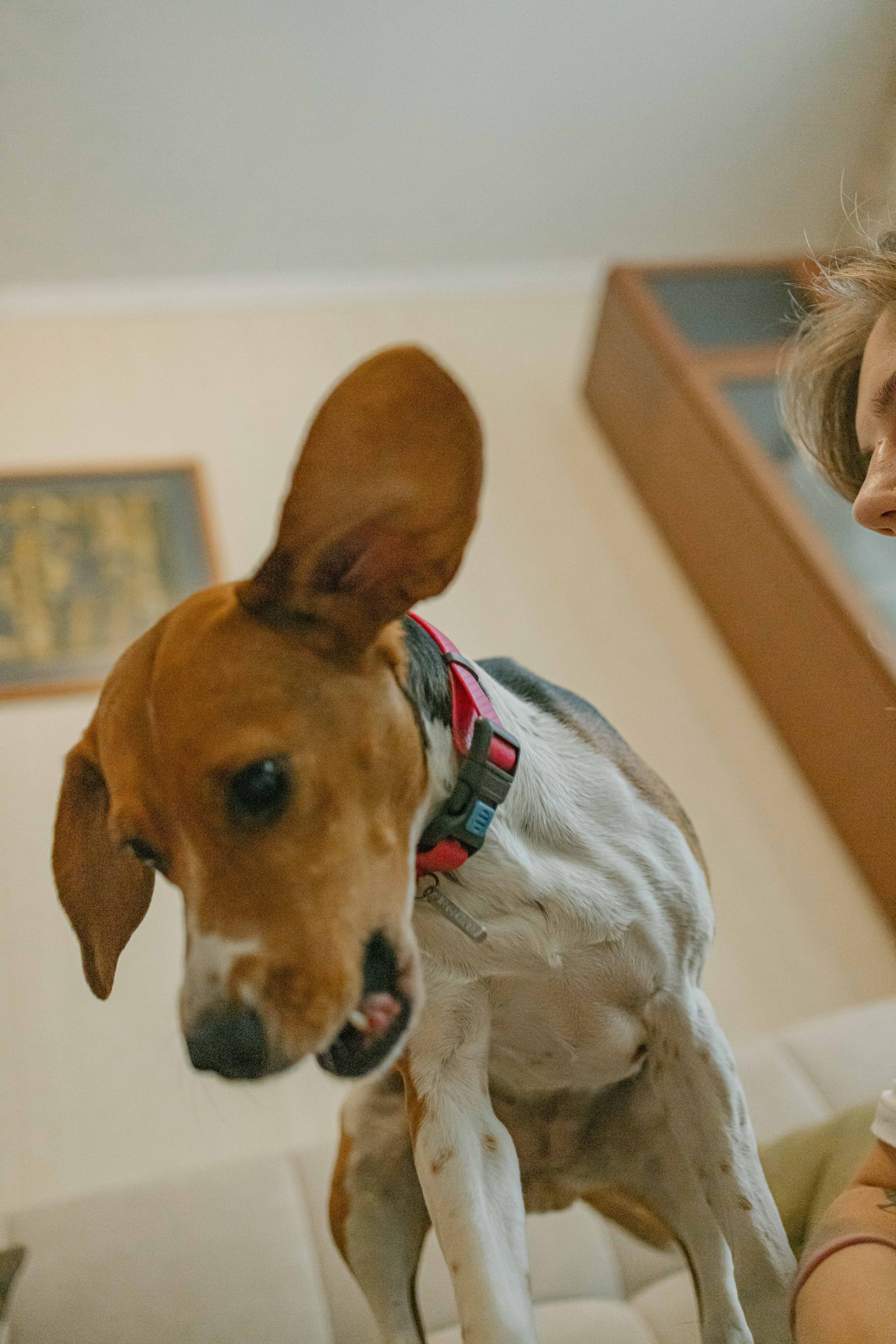 Света и Ива. Фотограф-анималист в Москве Лера Черноног