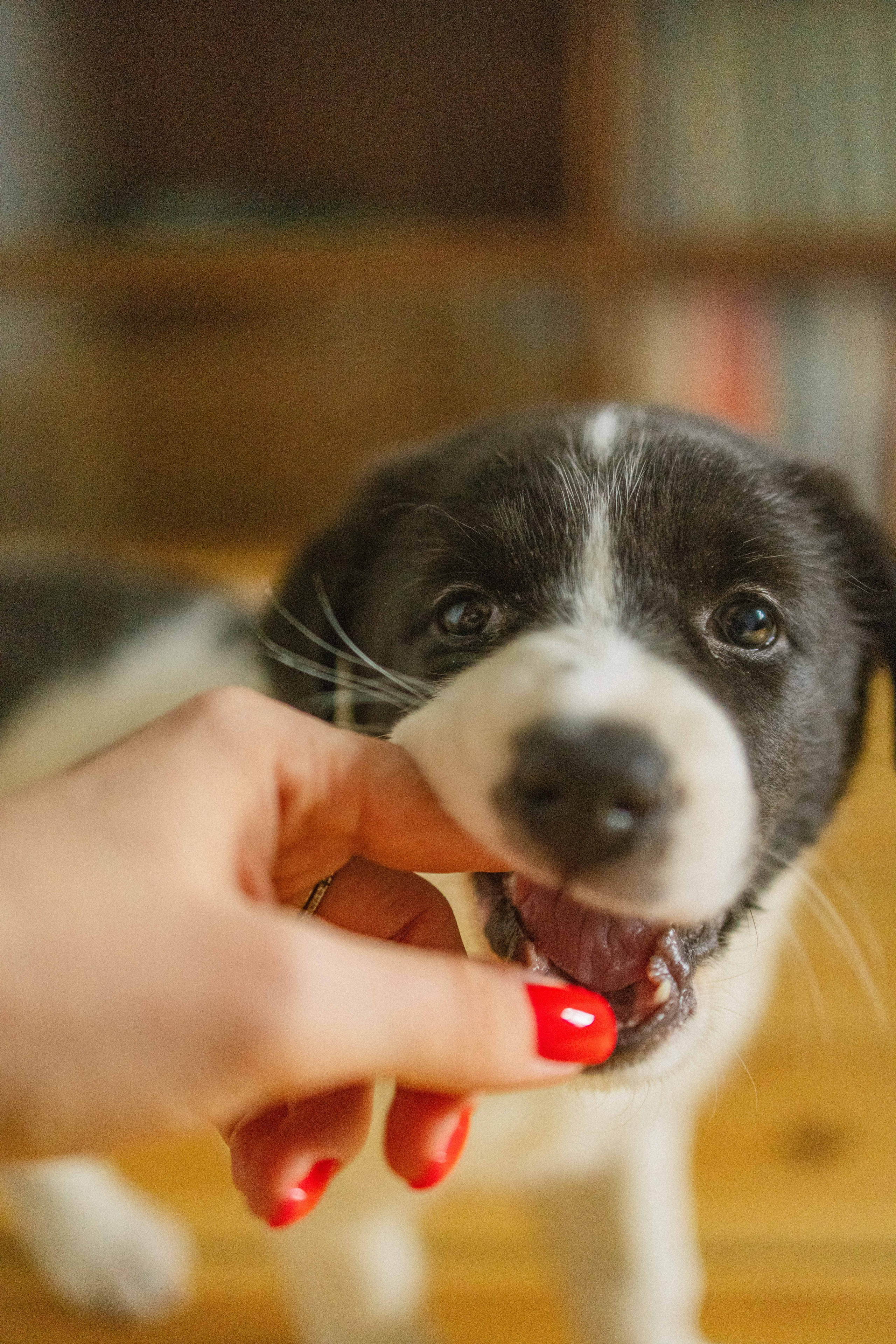 Щеночки. Фотограф-анималист в Москве Лера Черноног