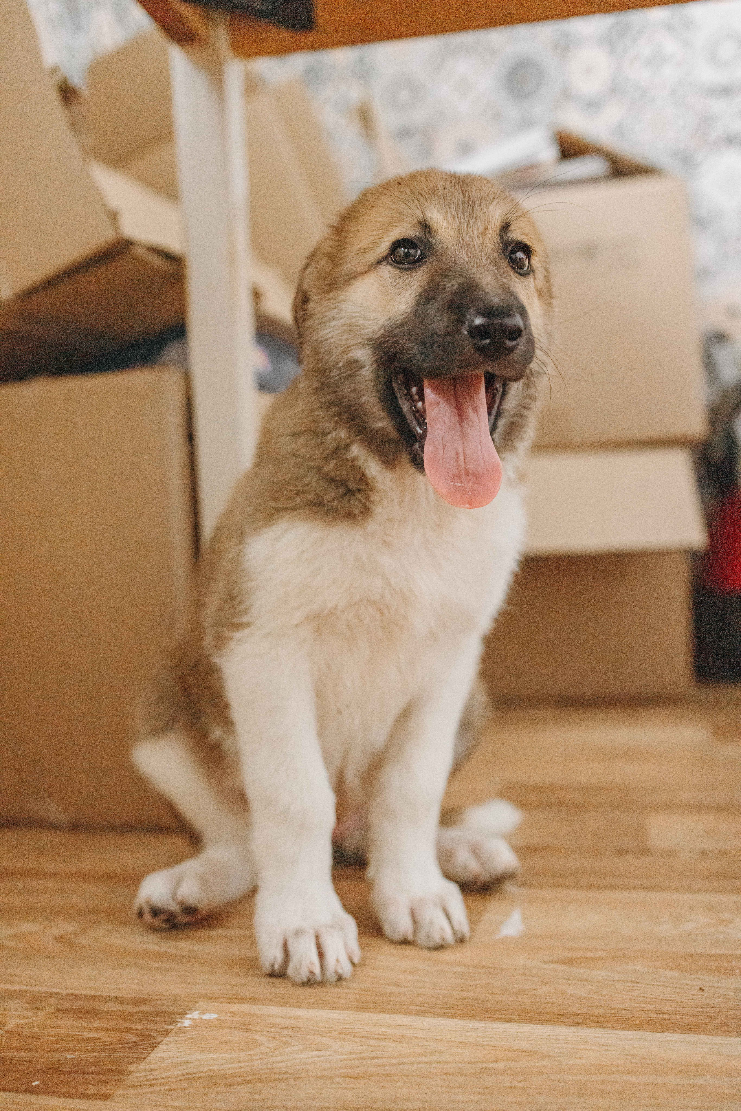 Щеночки на кухне. Фотограф-анималист в Москве Лера Черноног