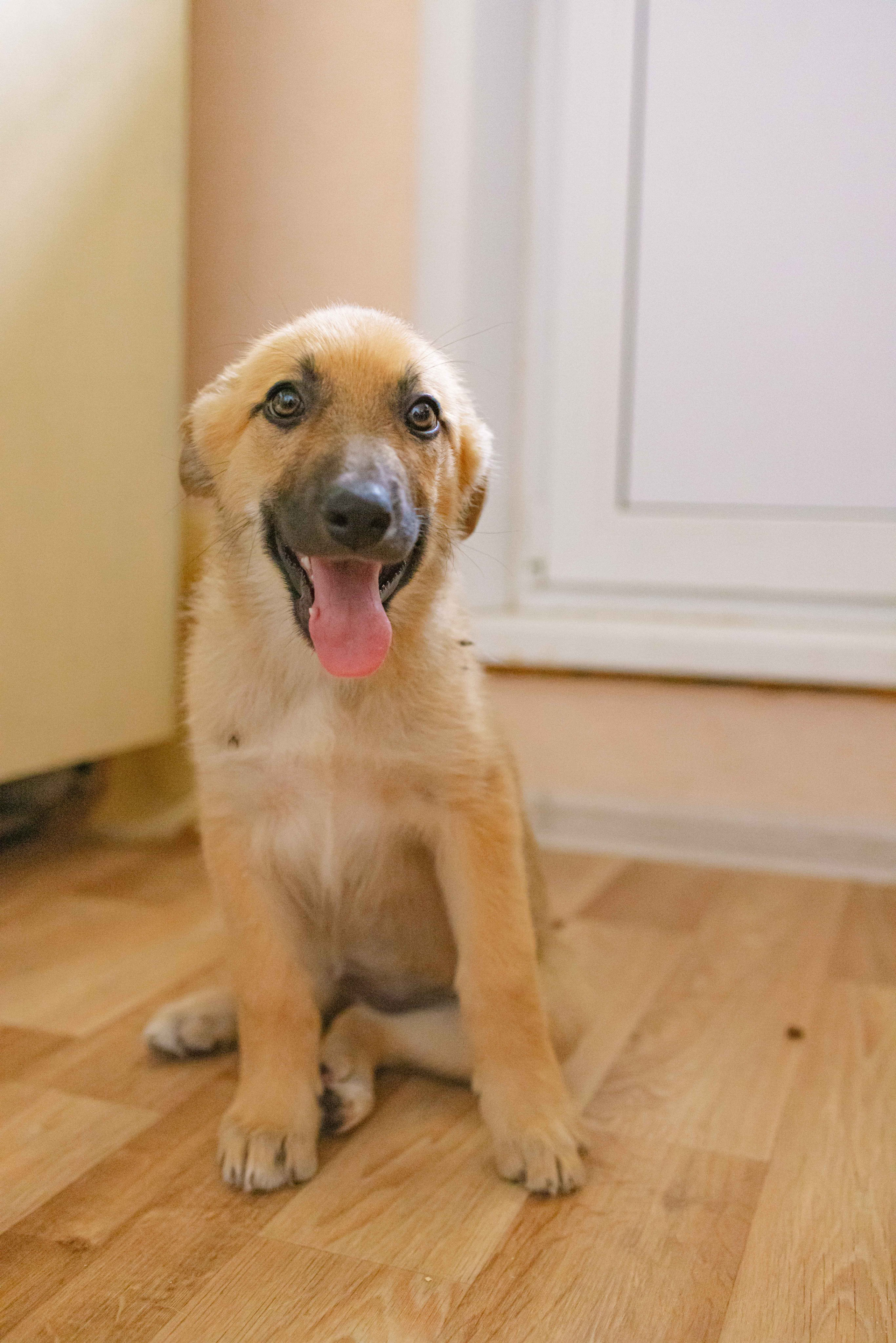 Щеночки на кухне. Фотограф-анималист в Москве Лера Черноног