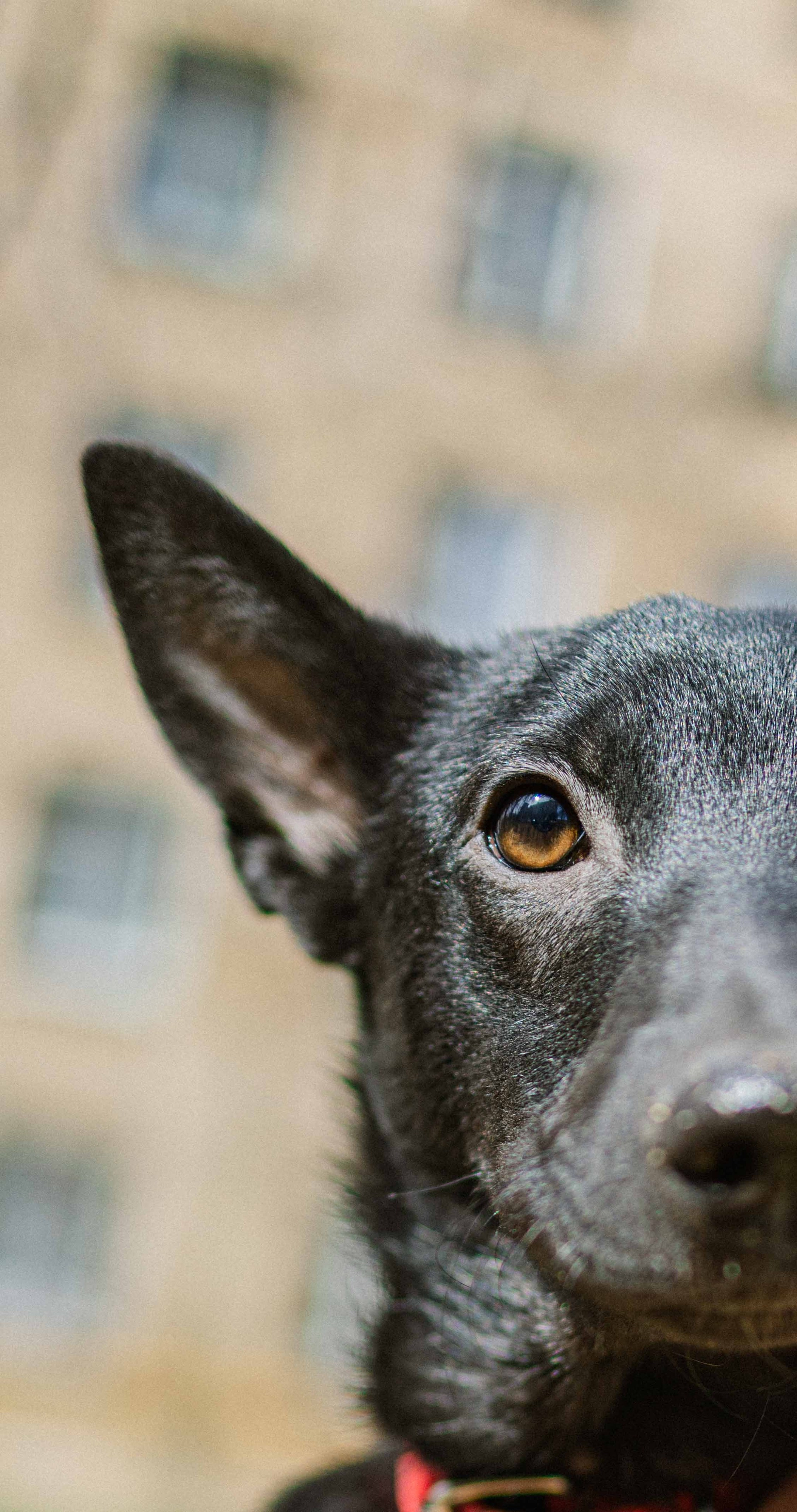 Булька. Фотограф-анималист в Москве Лера Черноног
