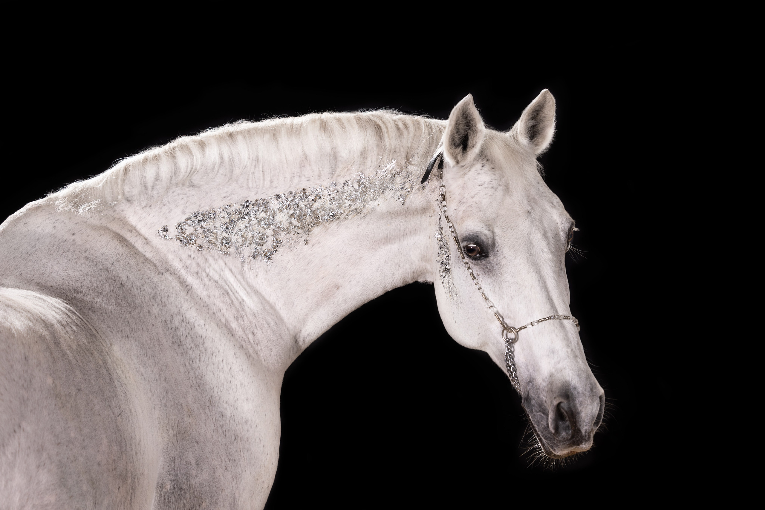 Конные фотосессии с использованием студийного оборудования. Mrs.Aquarelia Конный фотограф Марианна Леонтьева