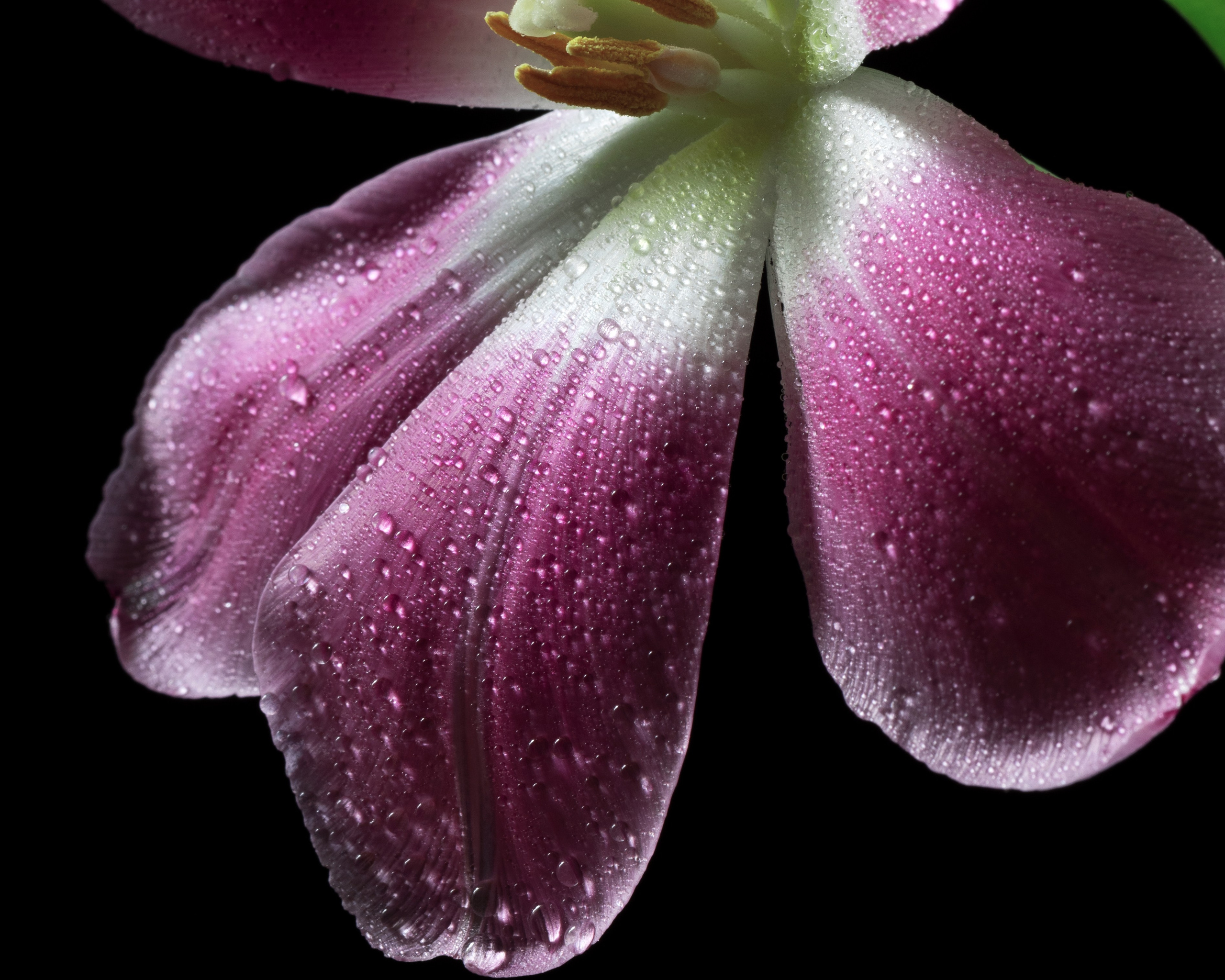 Breath of Spring. Author’s fine art prints with international delivery