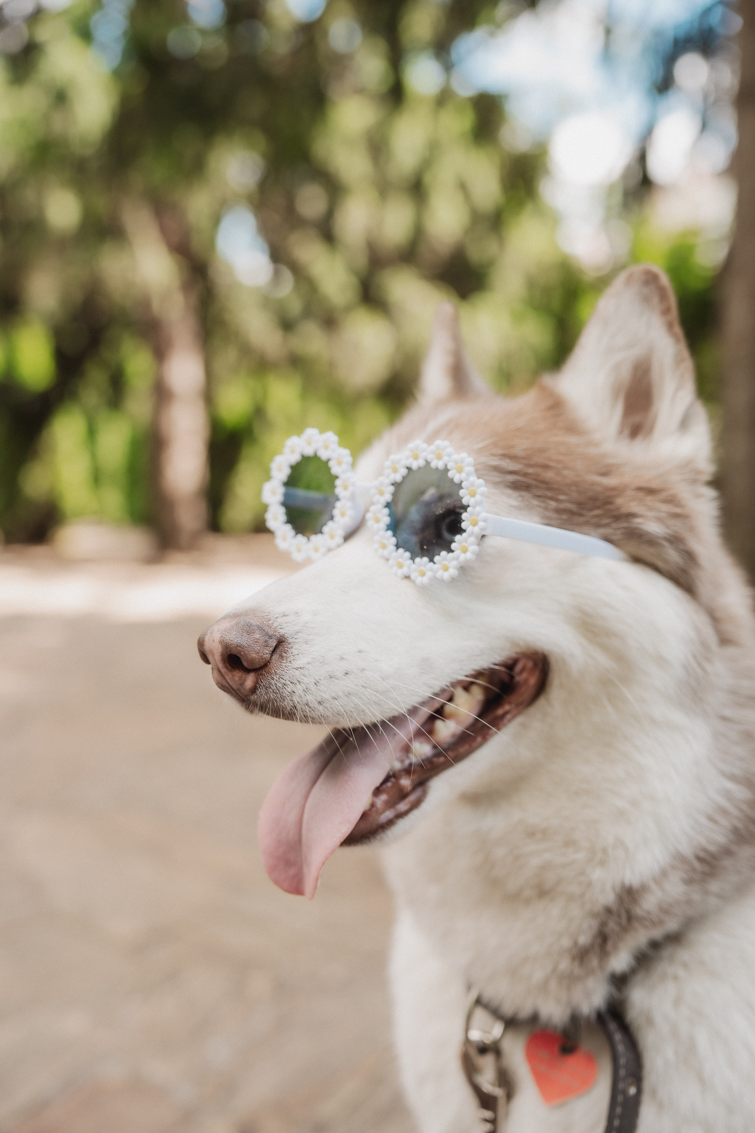 Дарья ♡ Максим ✧ Чоки — История любви, когда в семье есть хаски. Свадебный и портретный фотограф в Москве, Светлана Янковая